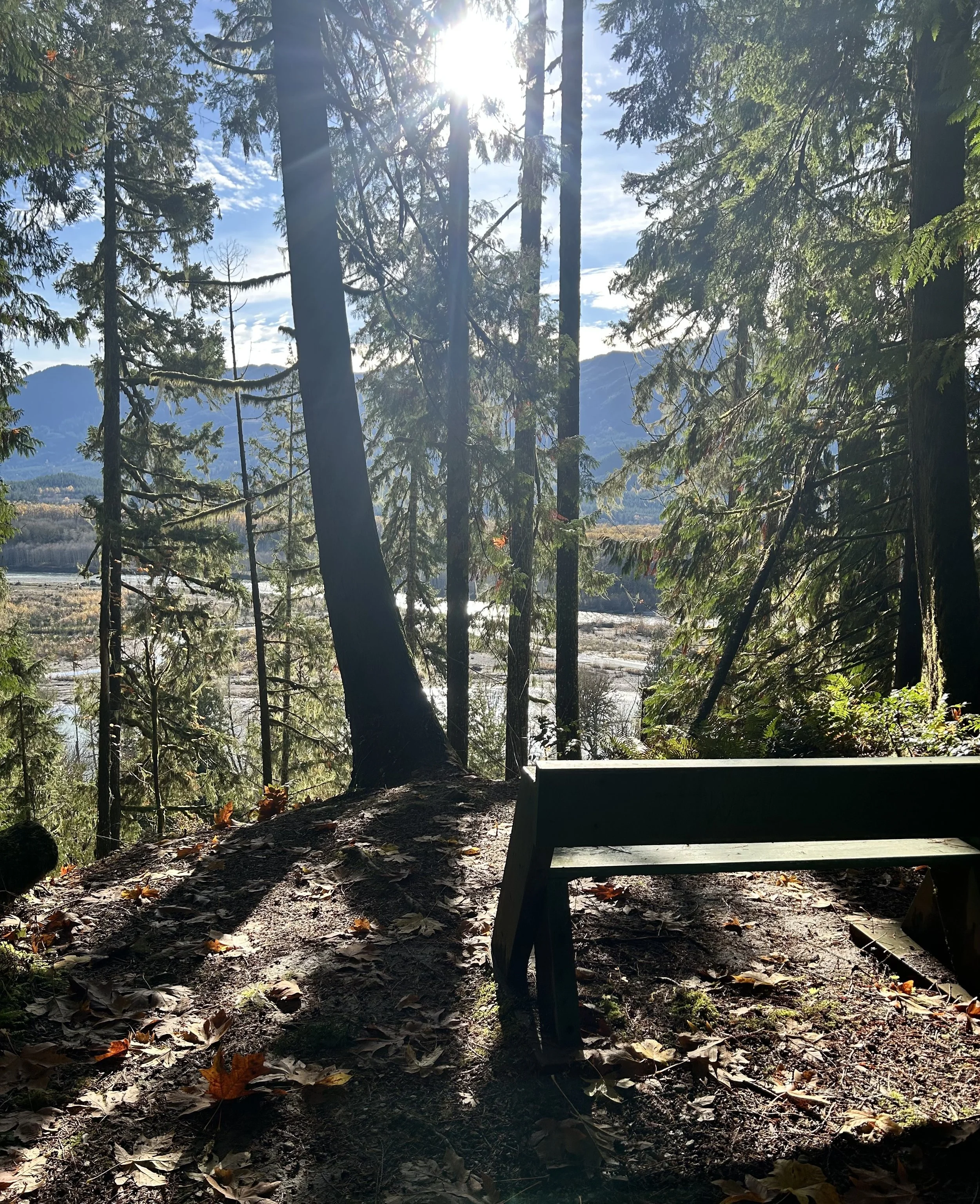 A forest scene with tall evergreen trees, sunlight filtering through the branches, a bench facing a river, with mountains in the background and fallen leaves on the ground.