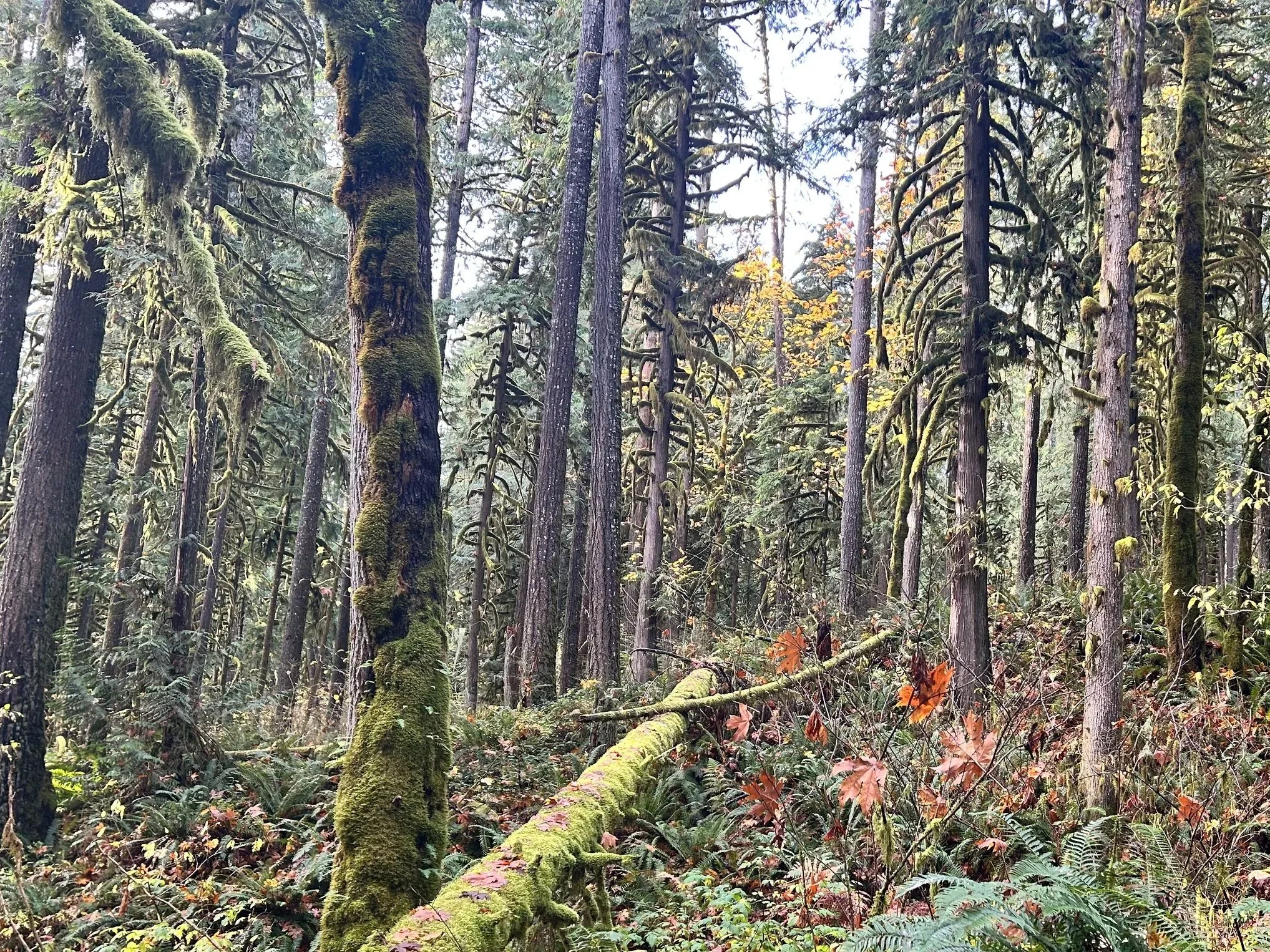Rockport State Park forest with tall trees covered in moss, some fallen trees, and ferns on the forest floor.