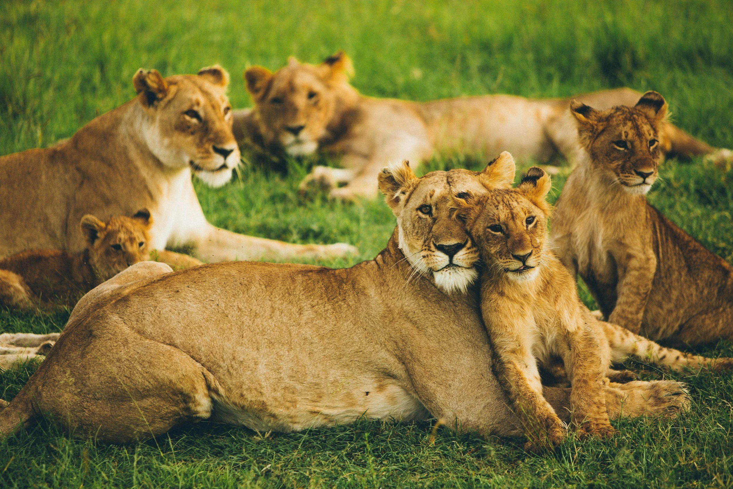 Group of lions, including adult female lions and lion cubs, resting on grass in a natural habitat.