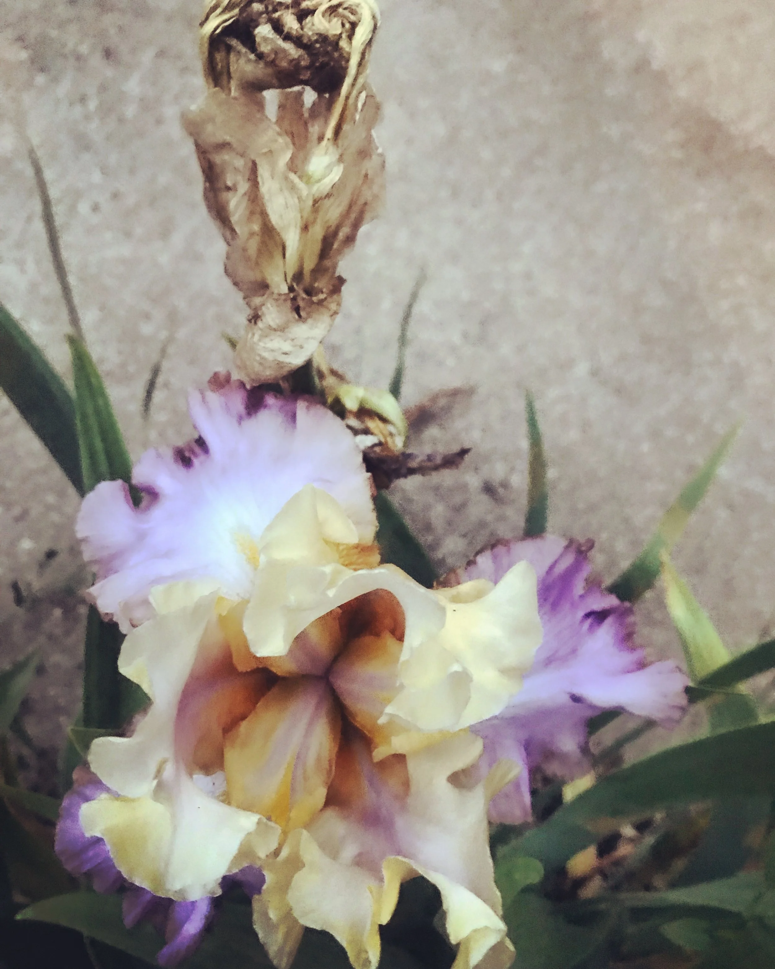 A wilted iris flower with purple, yellow, and white petals, and green leaves, on a concrete surface.