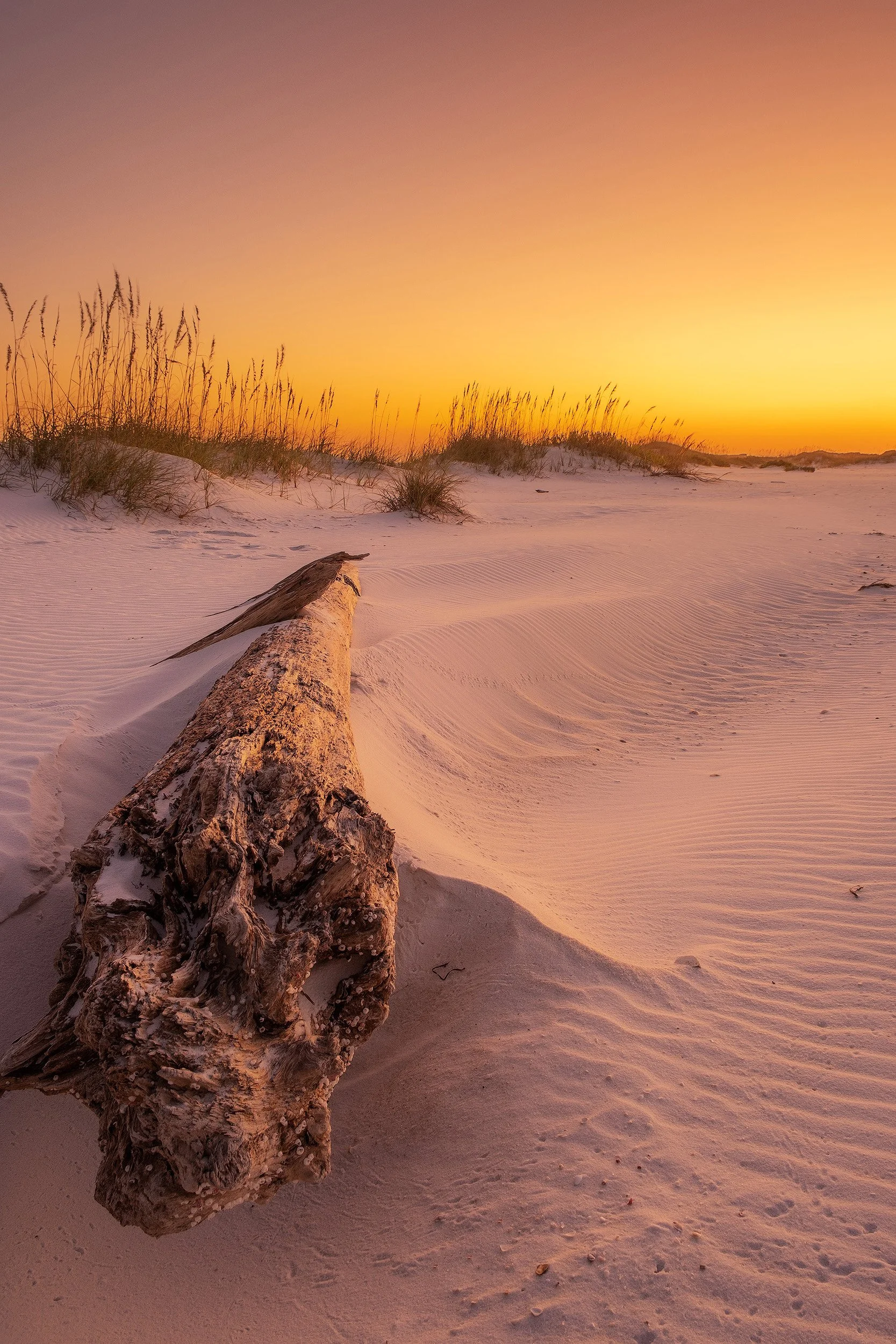Driftwood post sunset.jpg