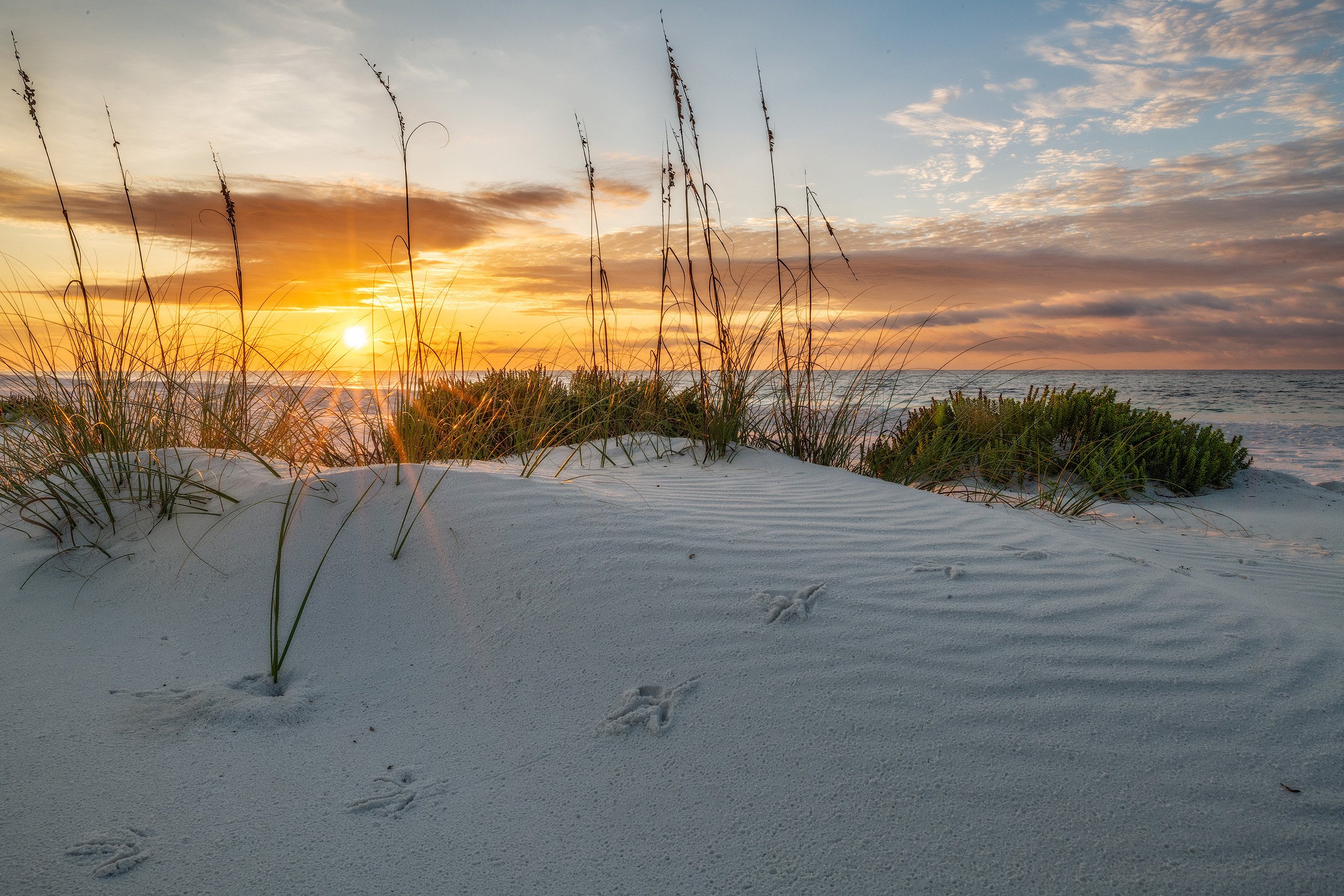 Egret footprints sunrise 2.jpg