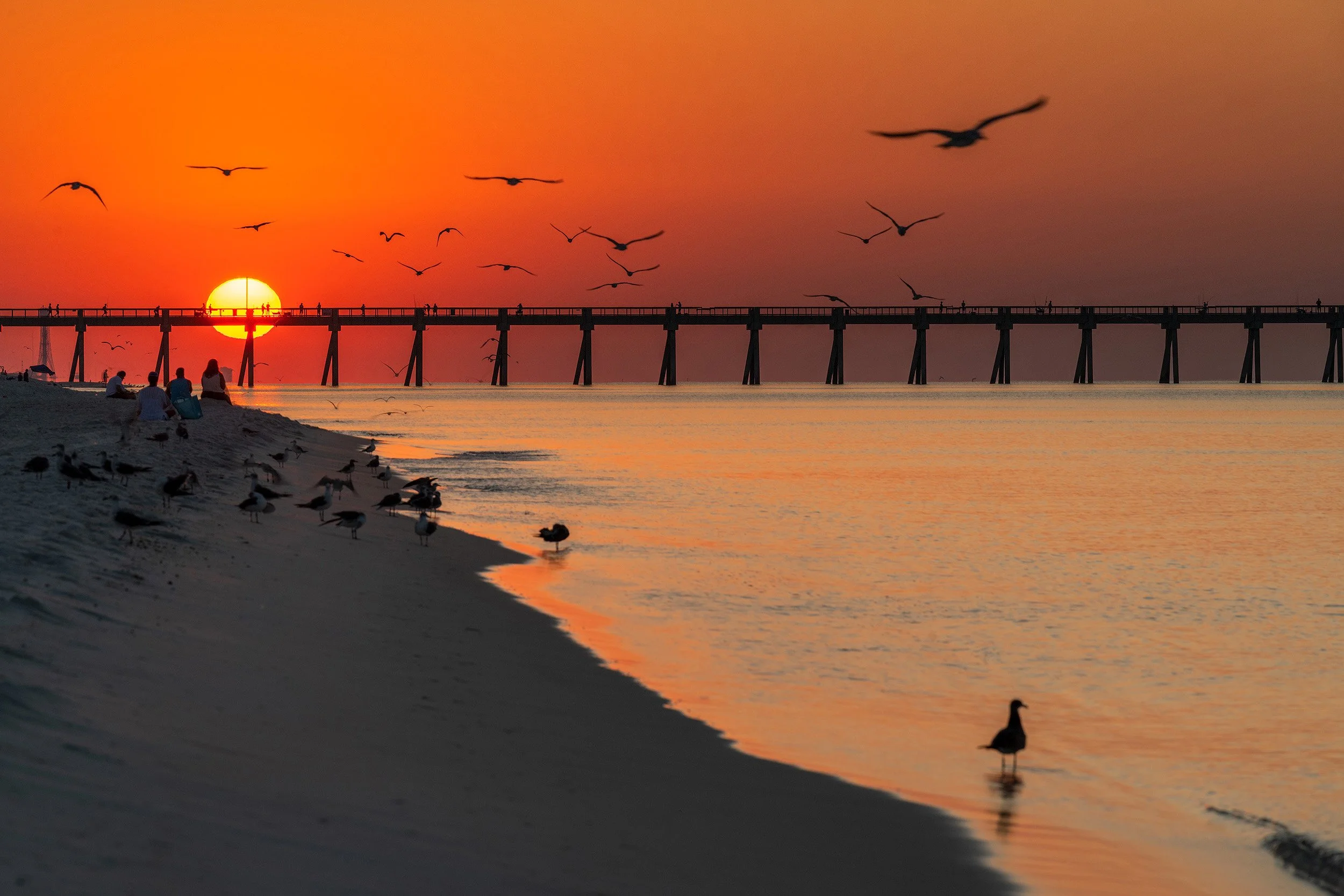 Beach Birds sunrise.jpg