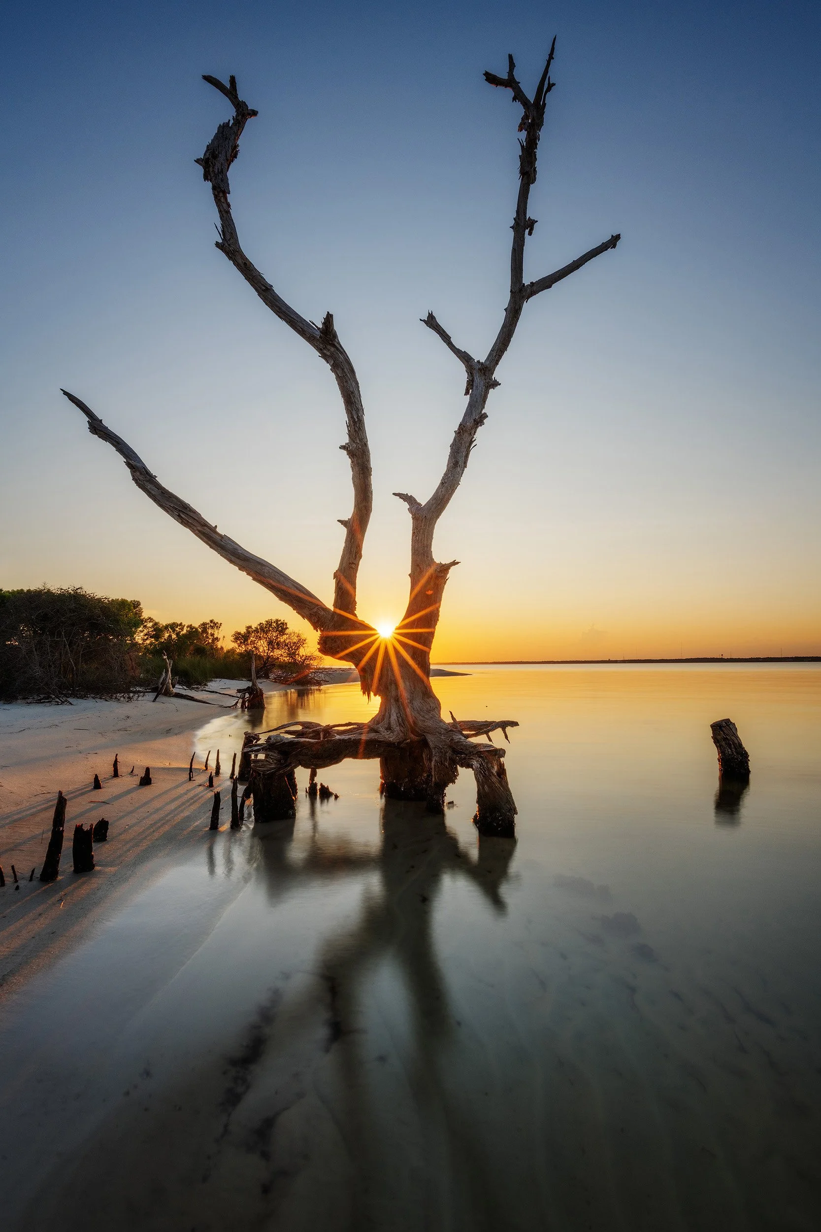 Dead Tree sunburst.jpg
