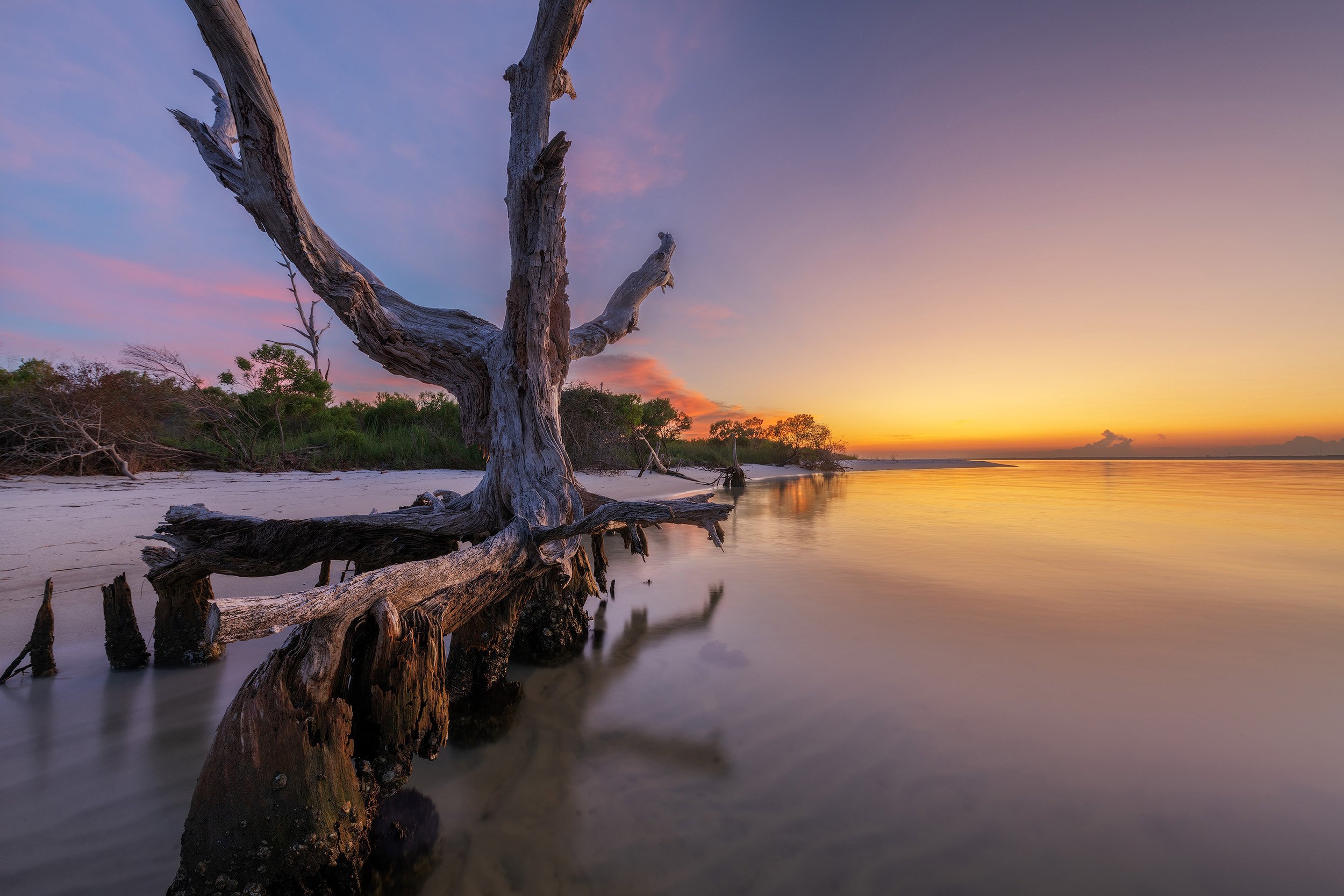 Dead Tree sunset 4.jpg