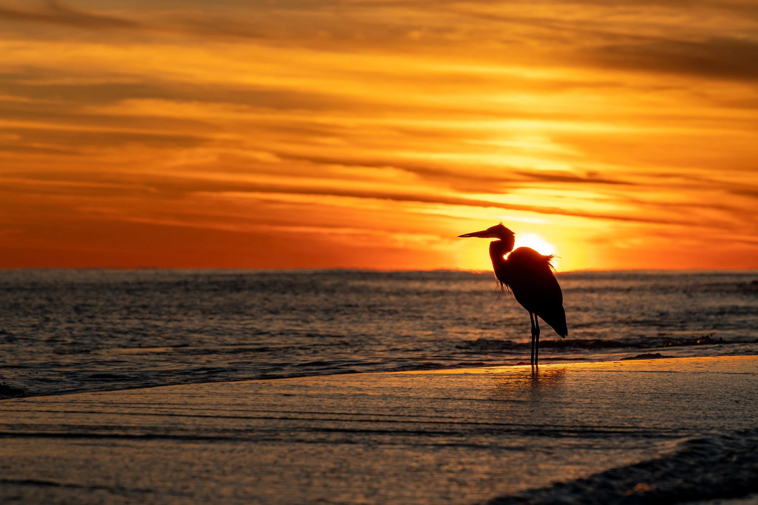 Heron sunset silhouette.jpg