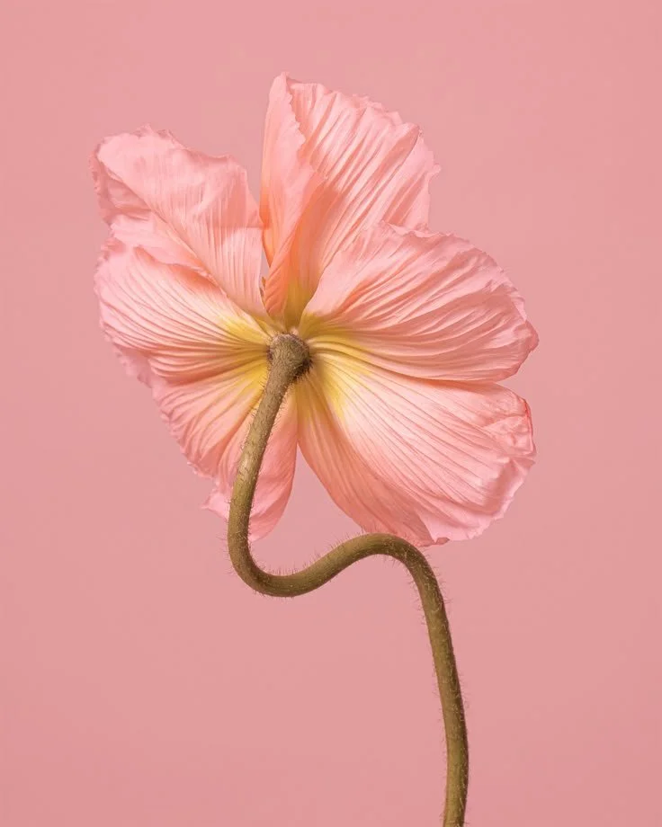 Bloom for Someone You Love