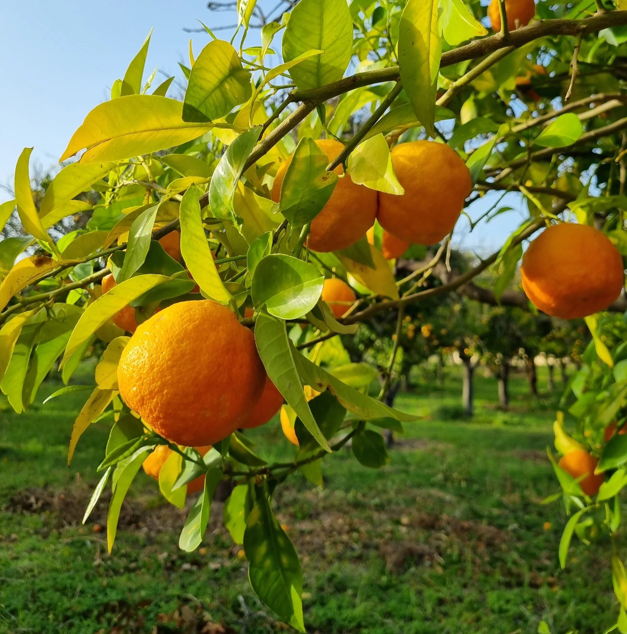 Strahlende Orangen hängen wie kleine Sonnen im grünen Blätterdach.