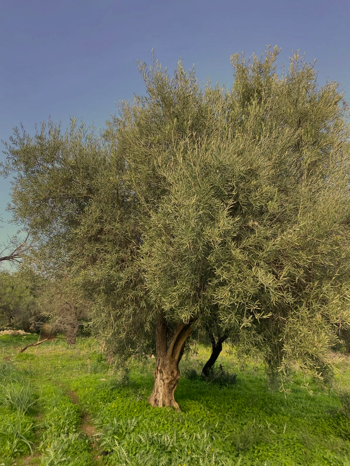 Ein Olivenbaum, der seit Generationen auf sizilianischem Boden steht – genährt von Sonne, Wind und den Händen unserer Familie.