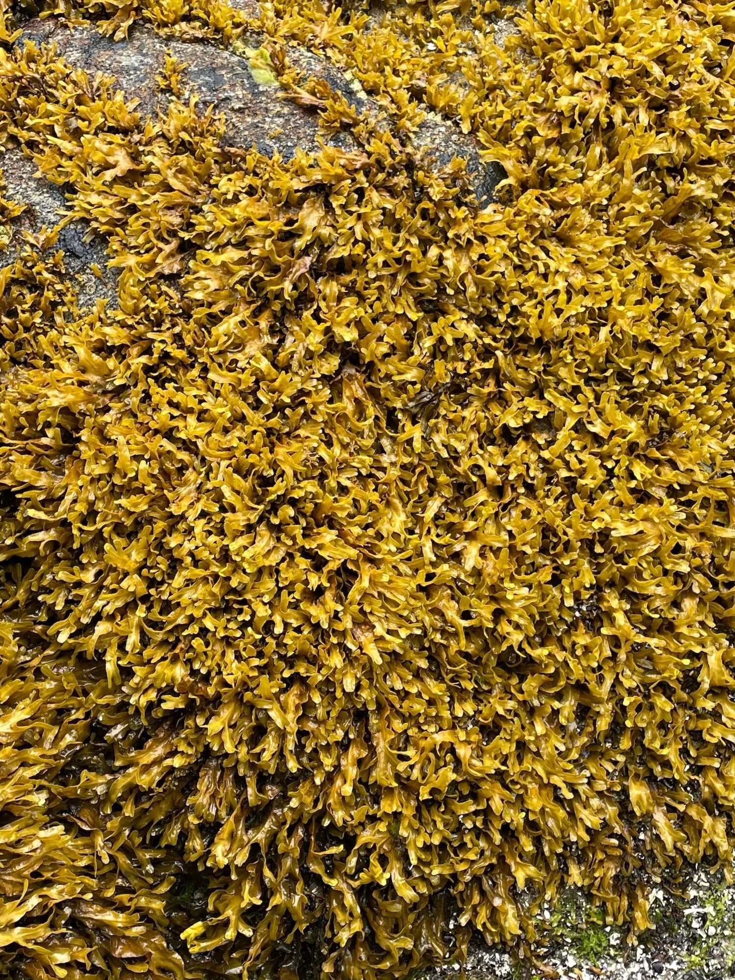 IFS therapist Sacramento