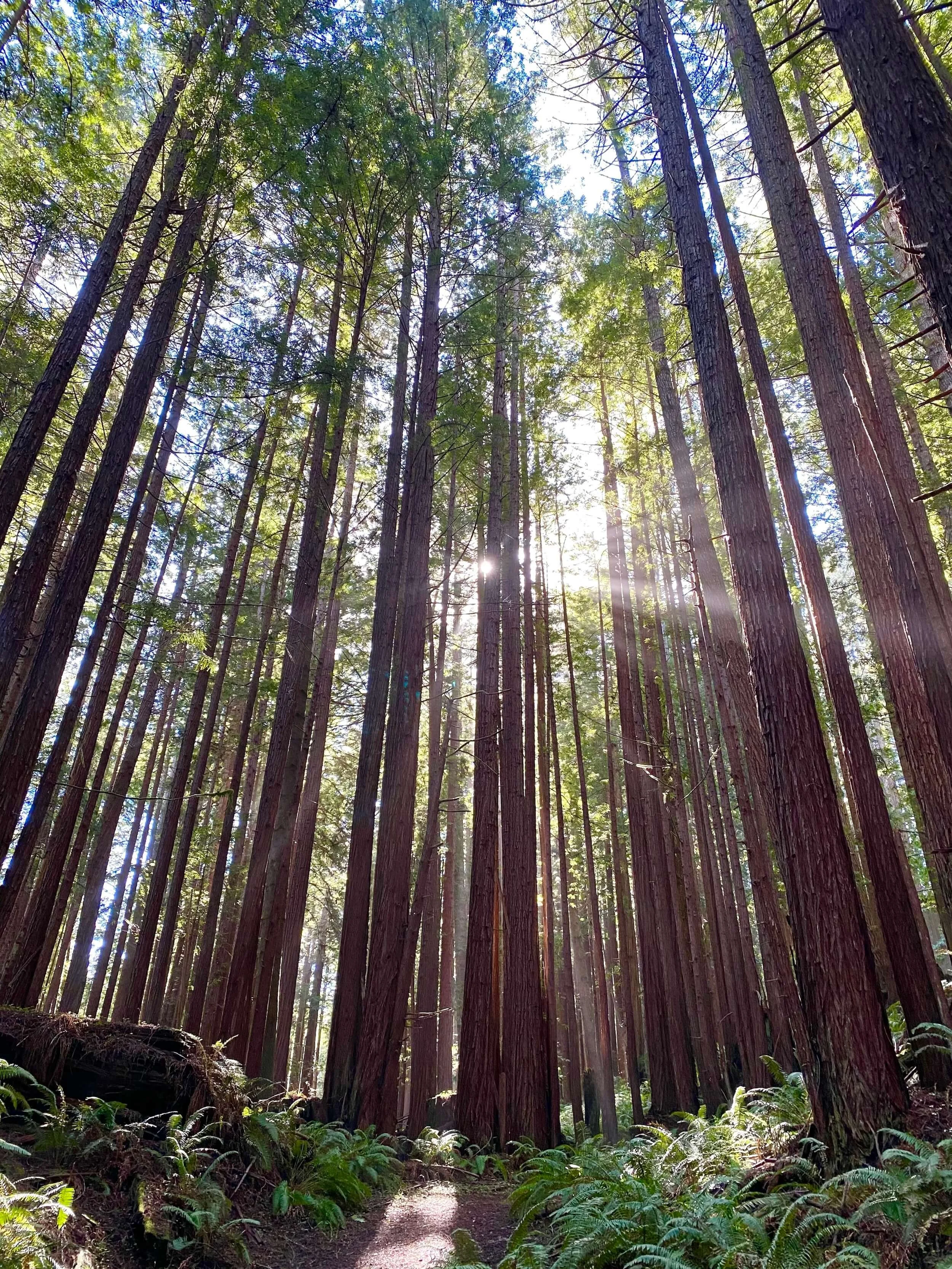 Mindfulness therapist Sacramento