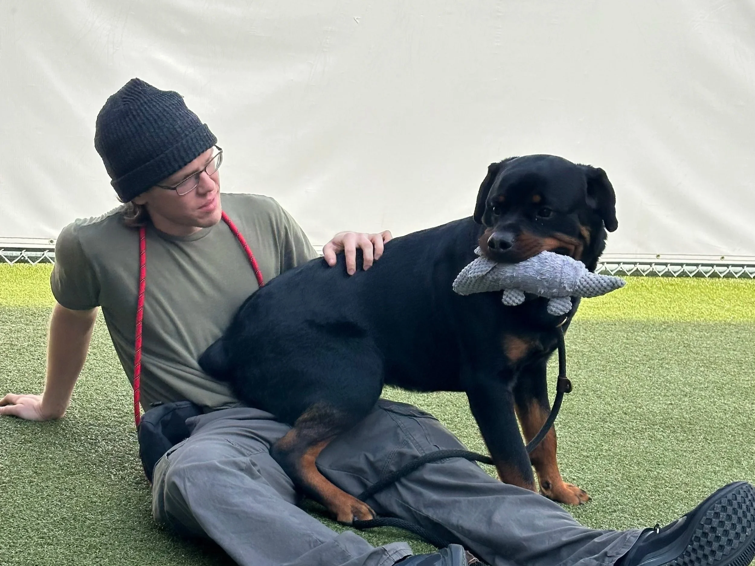 A man wearing a dark beanie, glasses, and a green shirt sitting on artificial grass, holding a large black and tan Rottweiler dog with a toy in its mouth, inside a white tent.
