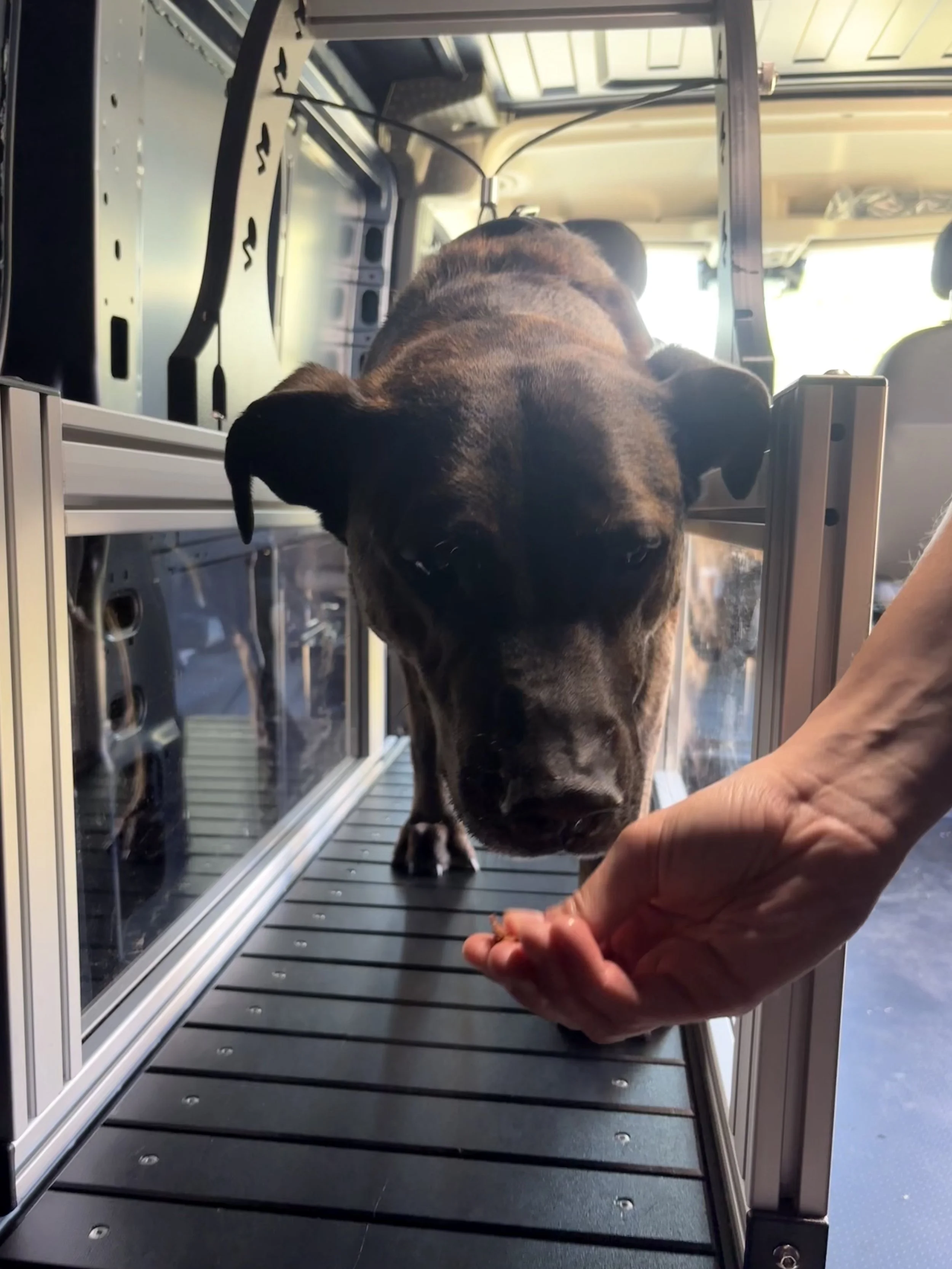 A person holding a small dog in a metal and glass enclosure, with the dog's face close to the camera. The enclosure appears to be inside a vehicle and the dog is on a grated floor.