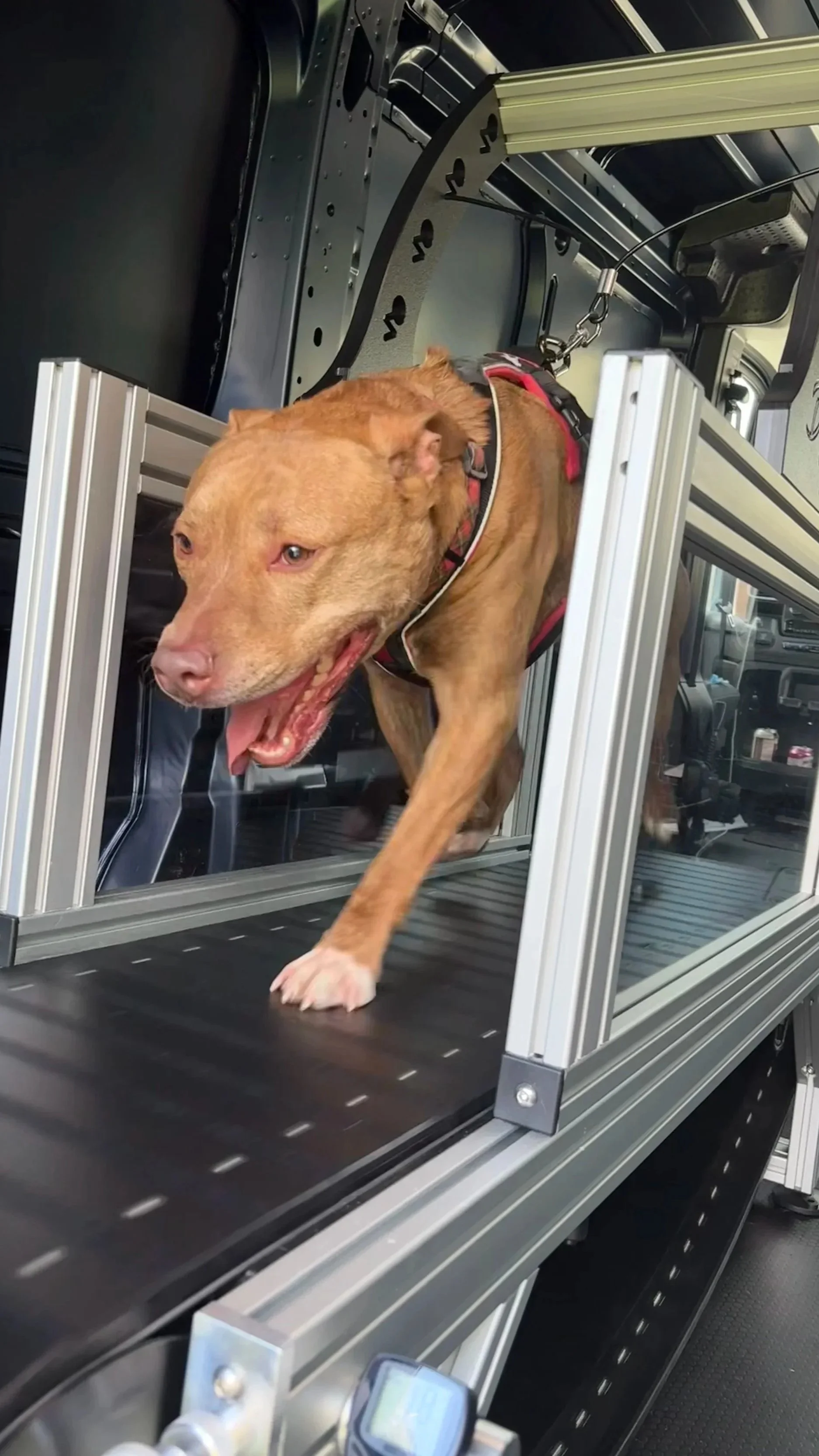 A dog with a red harness walking inside a treadmill for pets, which is part of an automated pet exercise and health monitoring system.
