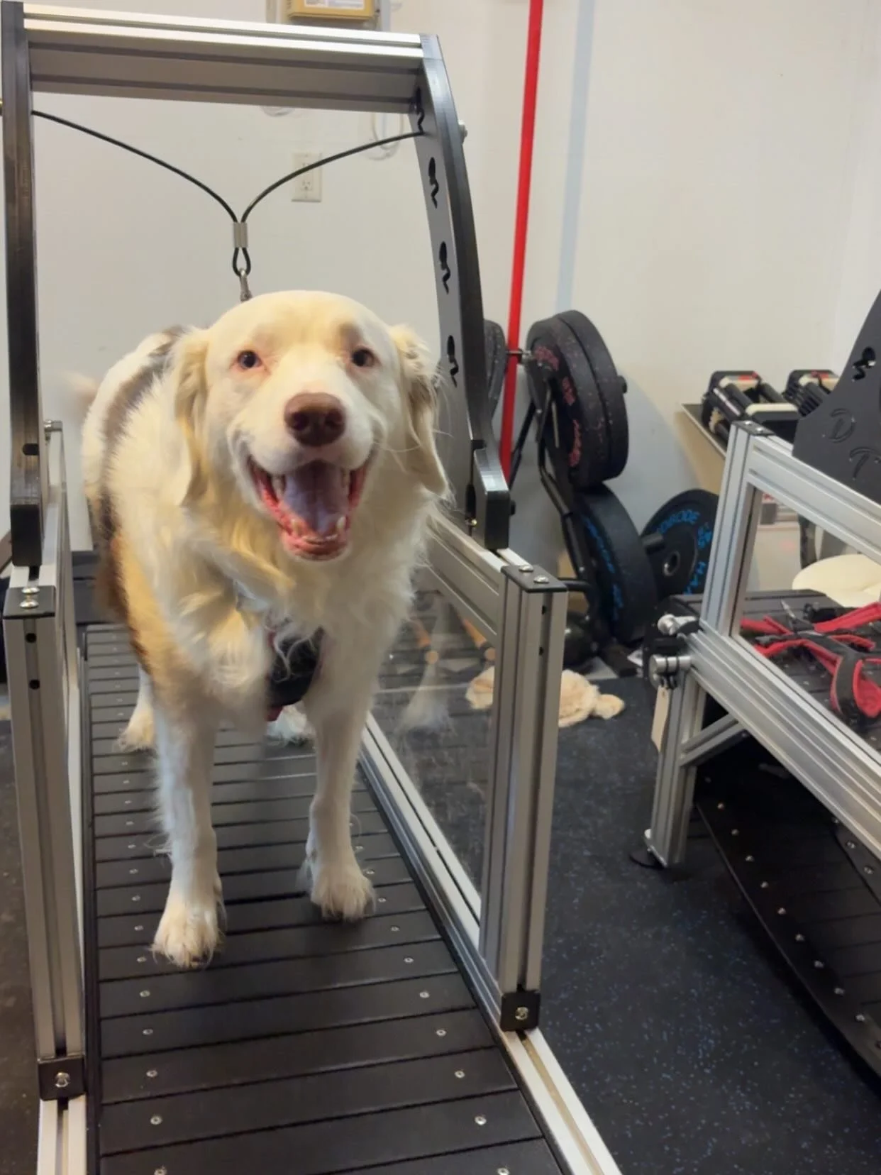 A happy dog on a treadmill in a gym or training facility, with weights and fitness equipment in the background.