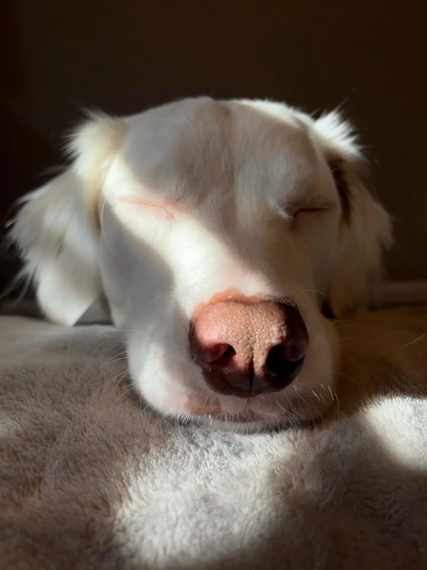 Close-up of a sleeping dog with a cream-colored coat, resting on a soft surface in sunlight.