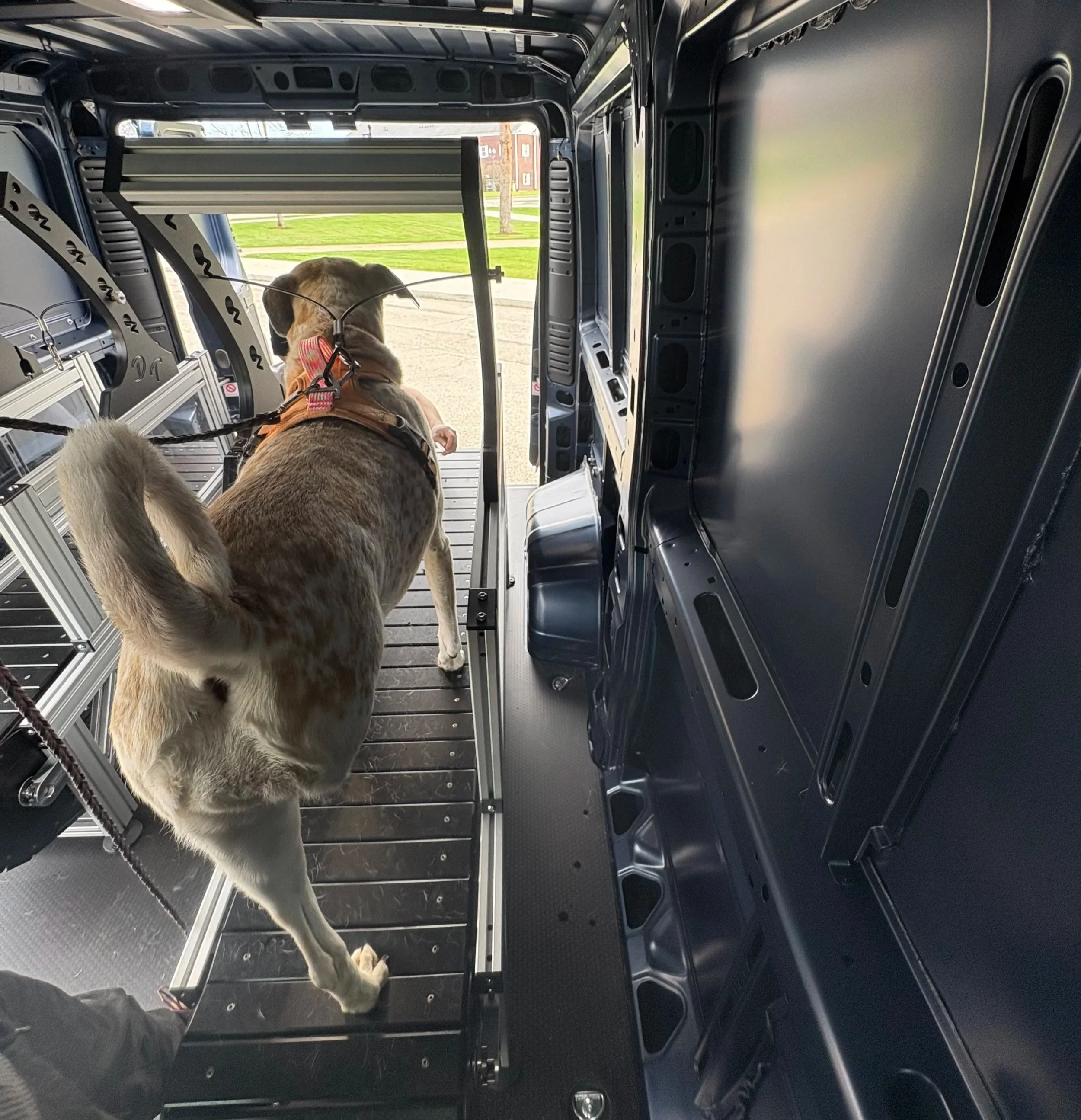 A dog with a pink collar sits inside a vehicle, facing the back open door with a view of a sidewalk, grass, and residential buildings outside.