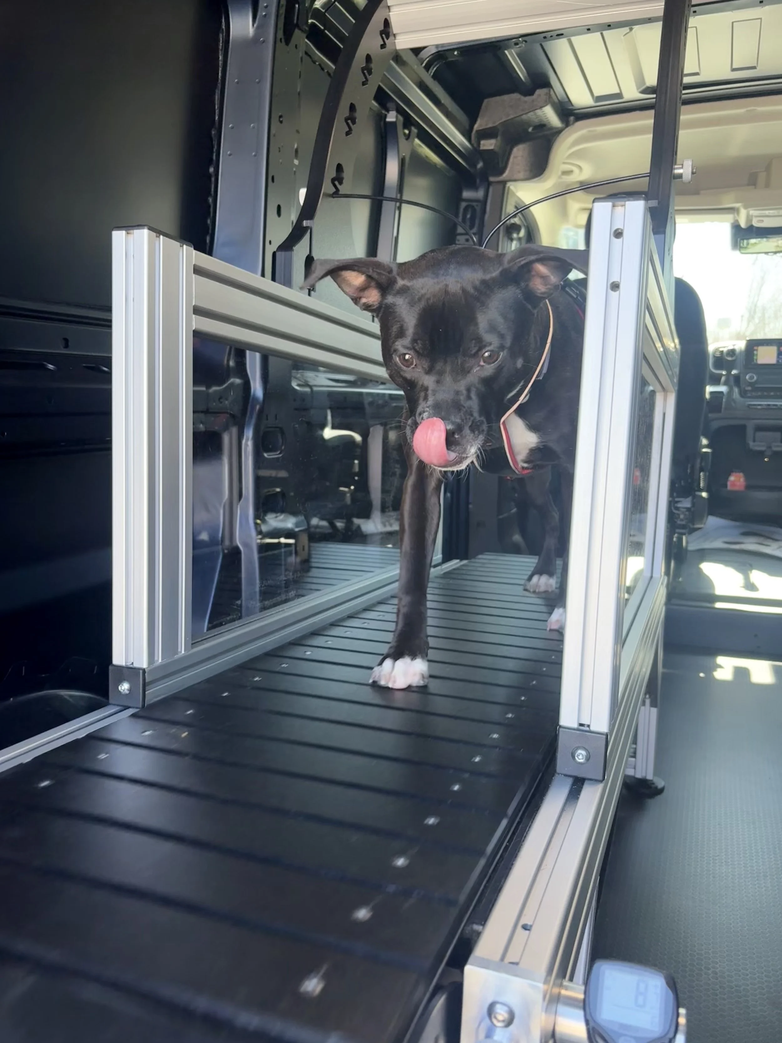 A black dog with a white patch on its chest standing inside a metallic pet transportation crate installed in a vehicle, with its tongue out and looking at the camera.