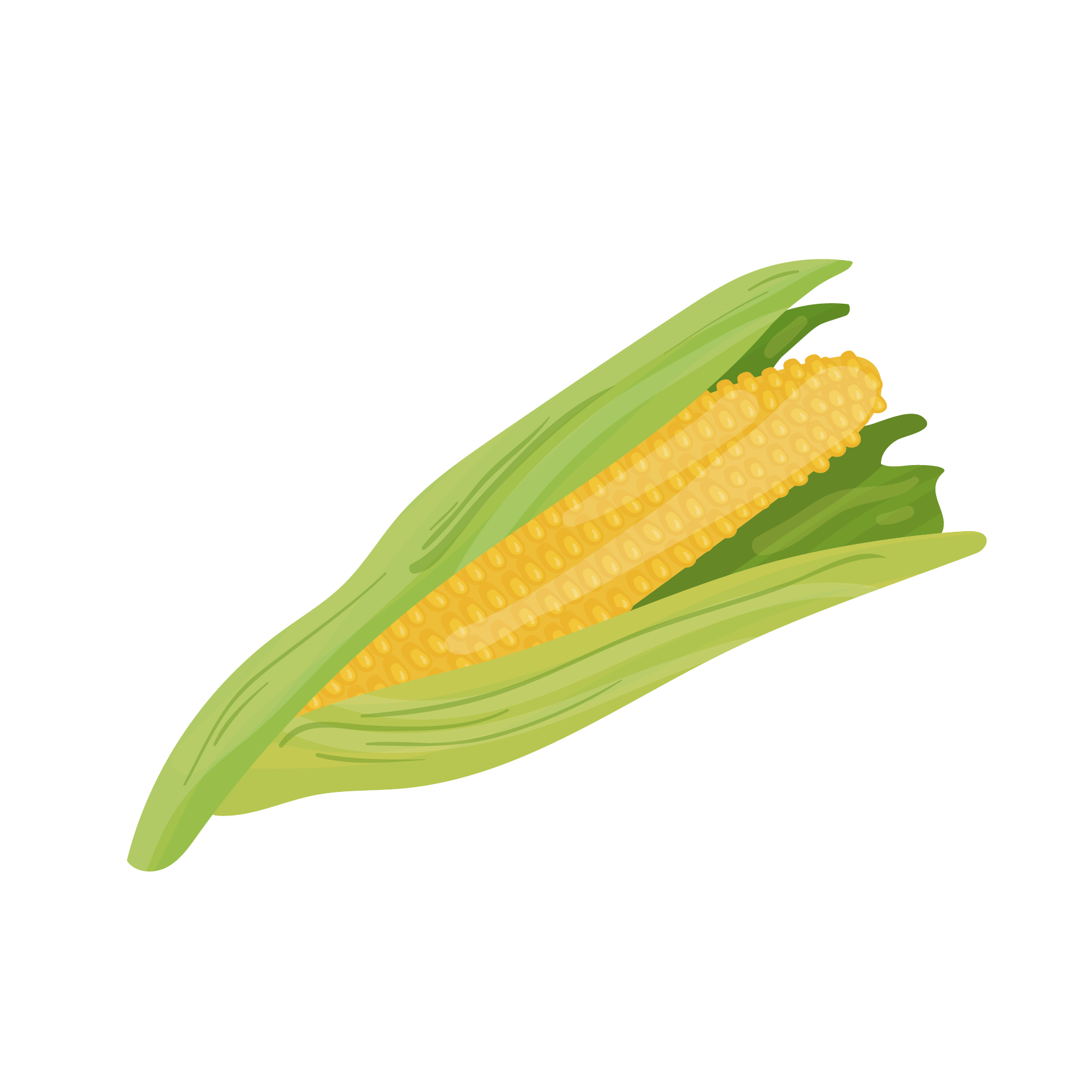 Illustration of an ear of corn with green husk partially peeled back to reveal yellow kernels.