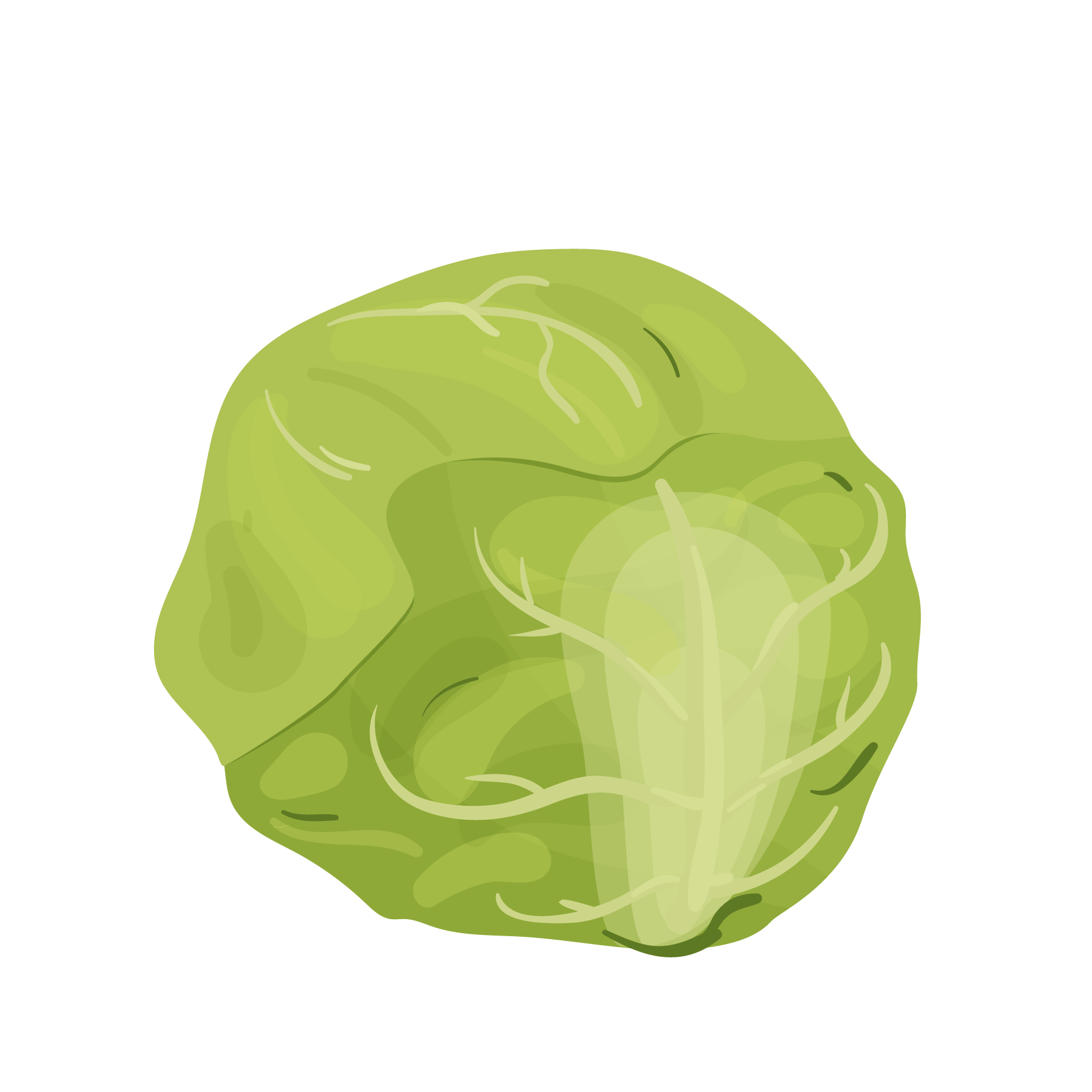 Illustration of a Brussels sprout with green leaves and visible white veins.