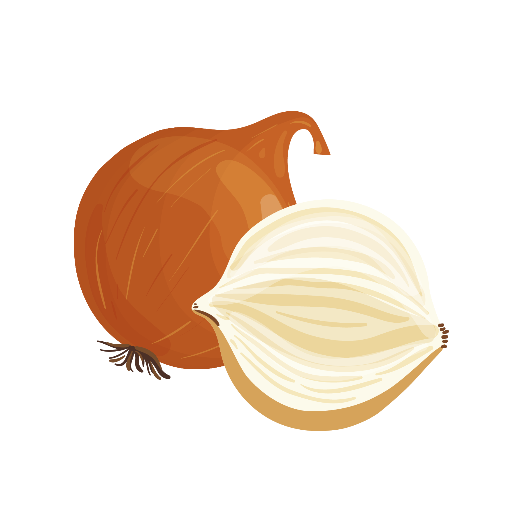 Illustration of a whole and half white onion with a brown papery skin.