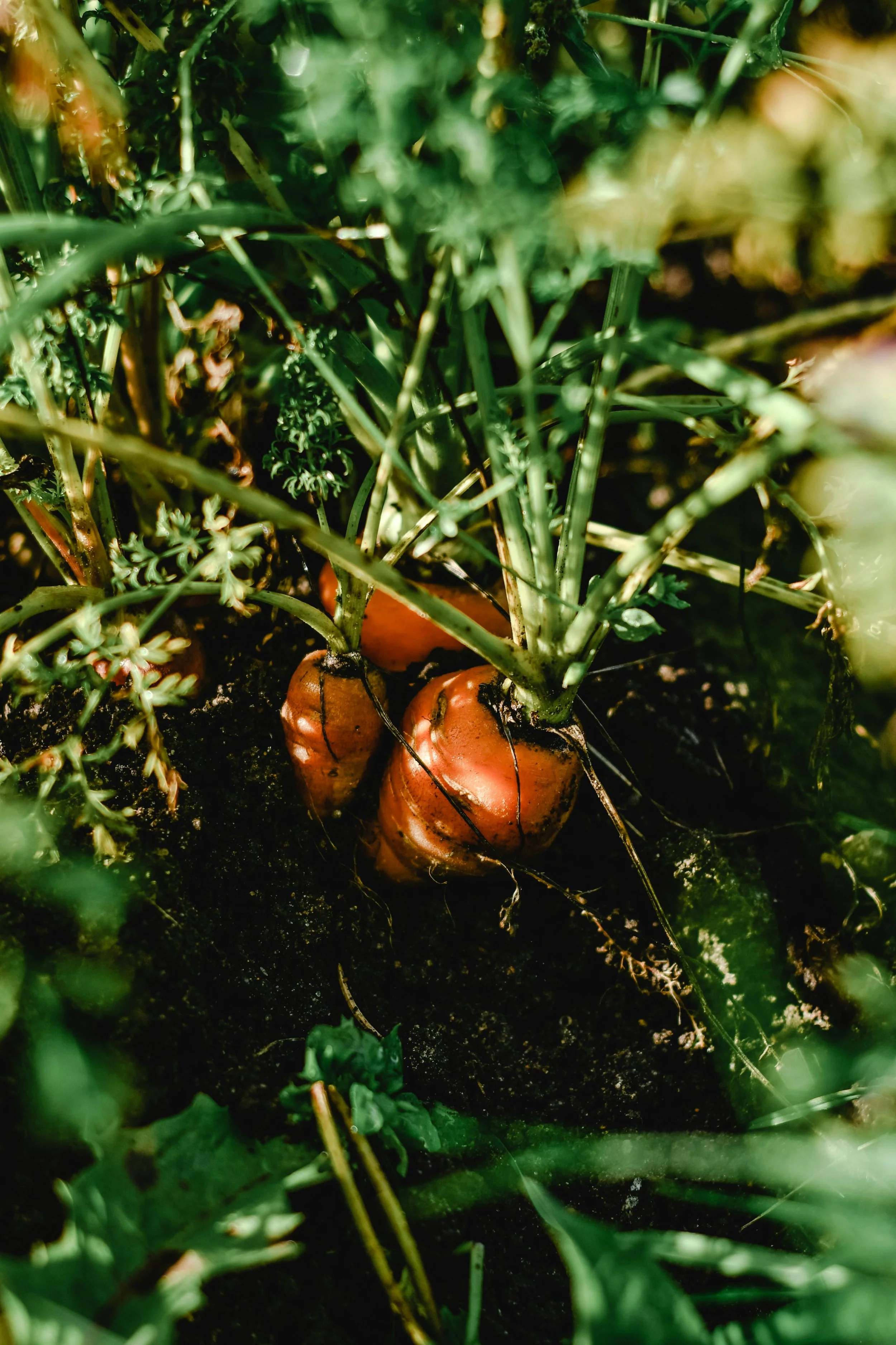 Fresh carrots growing underground in a garden with green plants surrounding them.