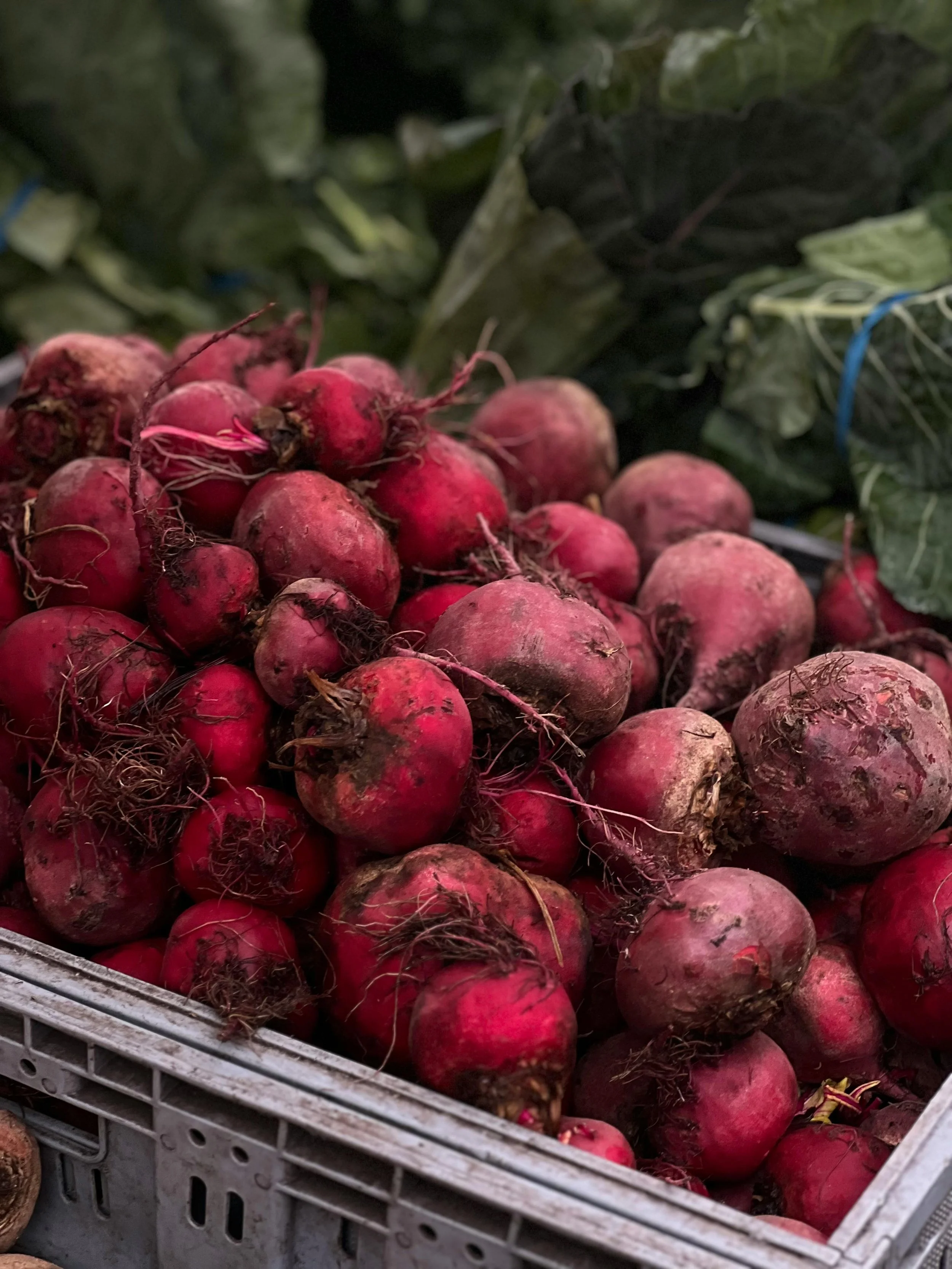 Fresh red beets in a gray plastic crate with green leafy tops in the background.