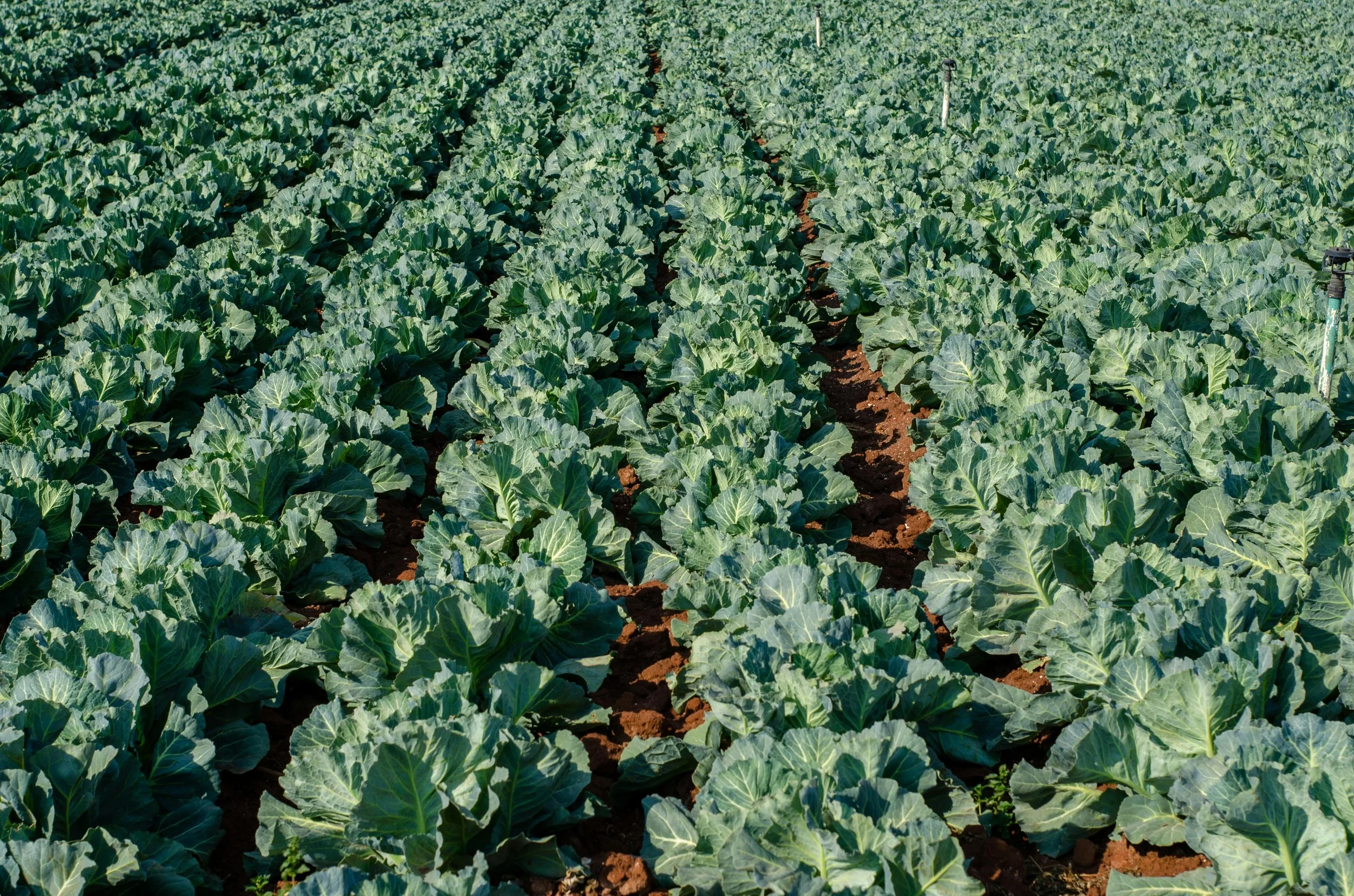 A field of green leafy vegetables, likely cabbage or kale, growing in rows with reddish-brown soil in between.
