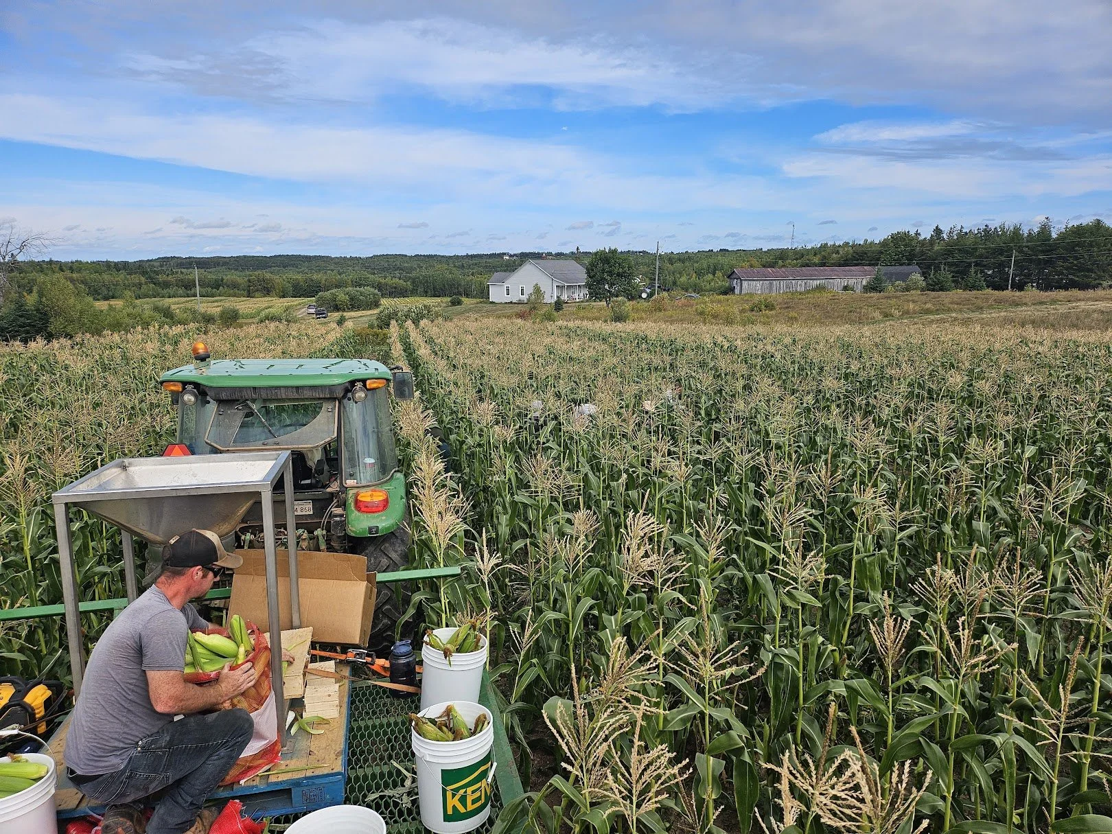 Farmer harvesting corn in a large green field on a farm on a bright, partly cloudy day.