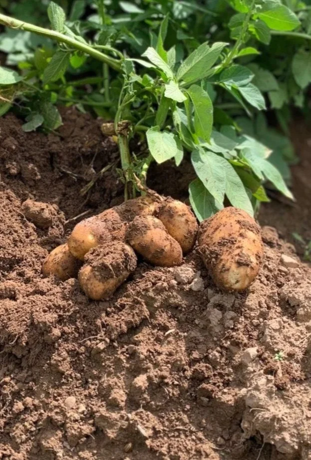 A group of freshly dug potatoes resting on the brown soil at the base of a green potato plant with lush leaves.
