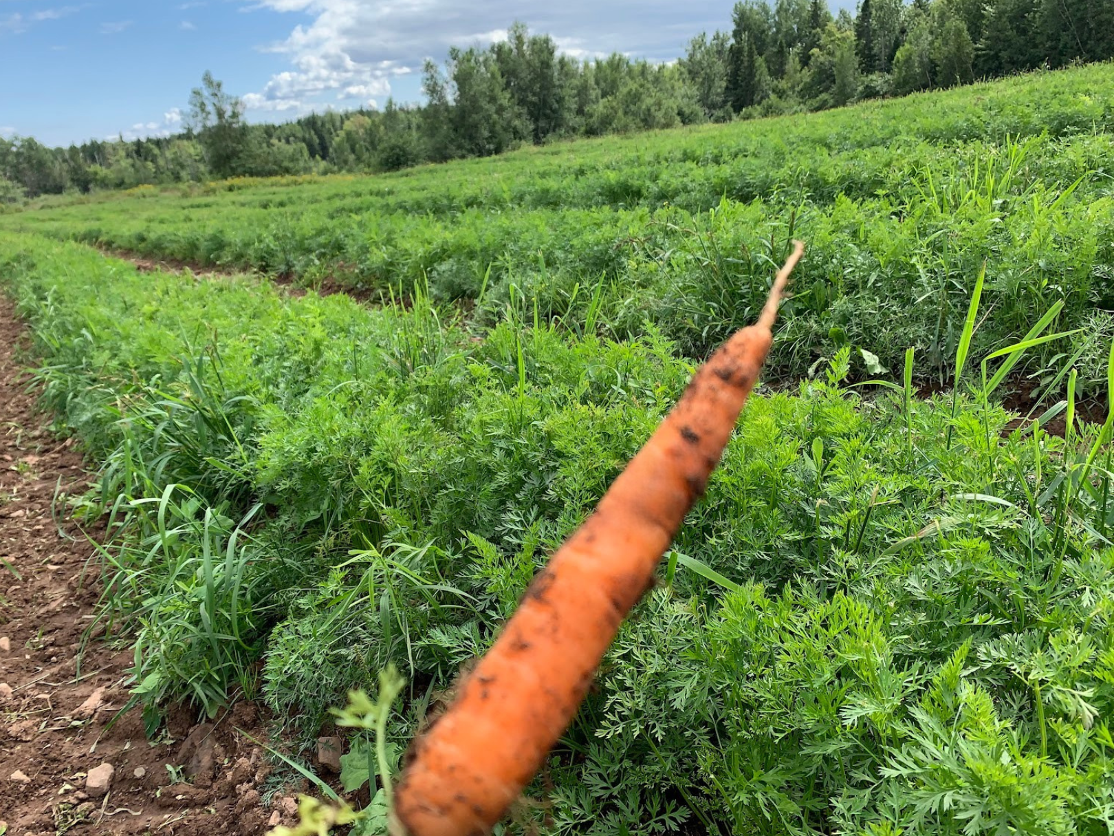 A close-up of a freshly picked carrot held in front of a lush green vegetable field under a partly cloudy sky.