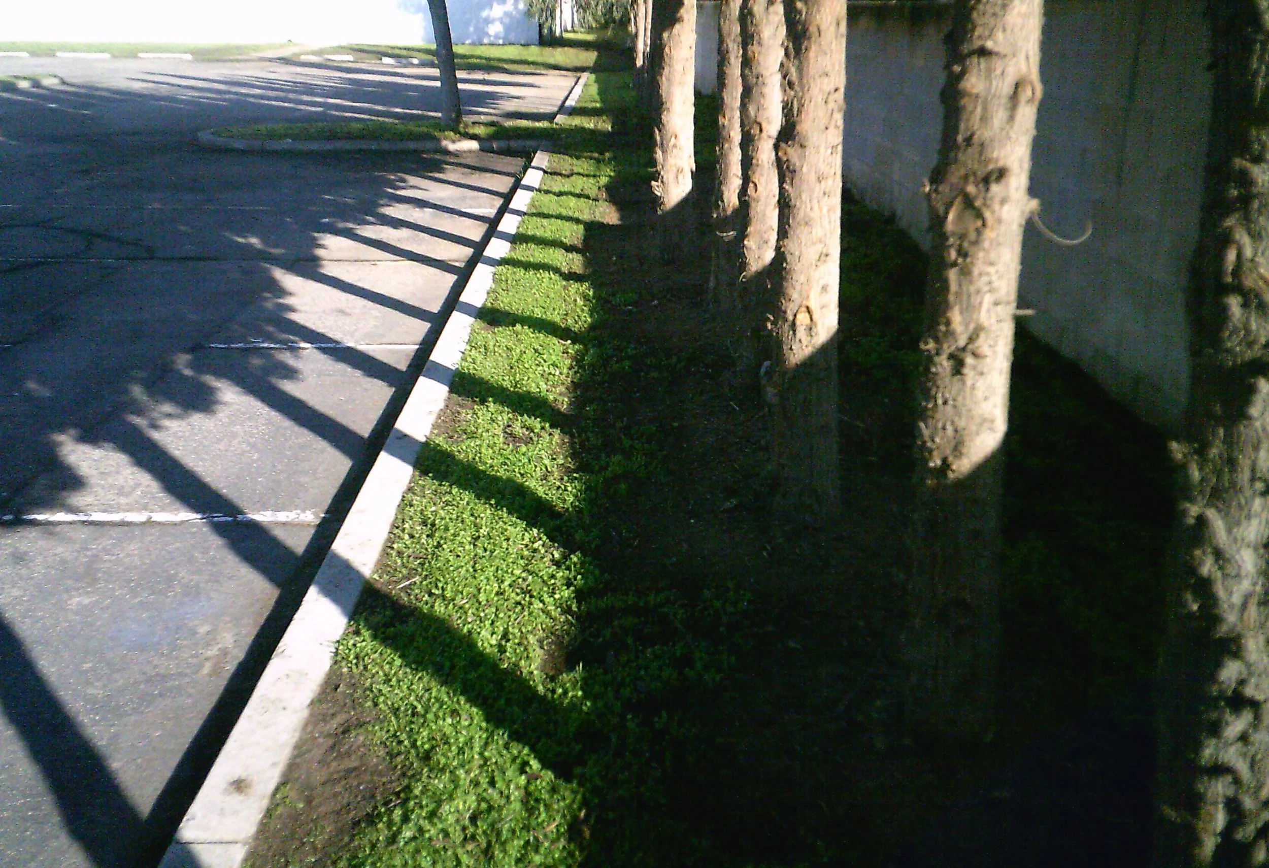 Sidewalk with shadowed trees and a grassy area next to a concrete wall.