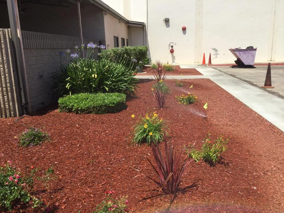 A landscaped area with red mulch, small flowering plants, and bushes adjacent to a concrete sidewalk and building wall with some orange traffic cones and a trash bin.