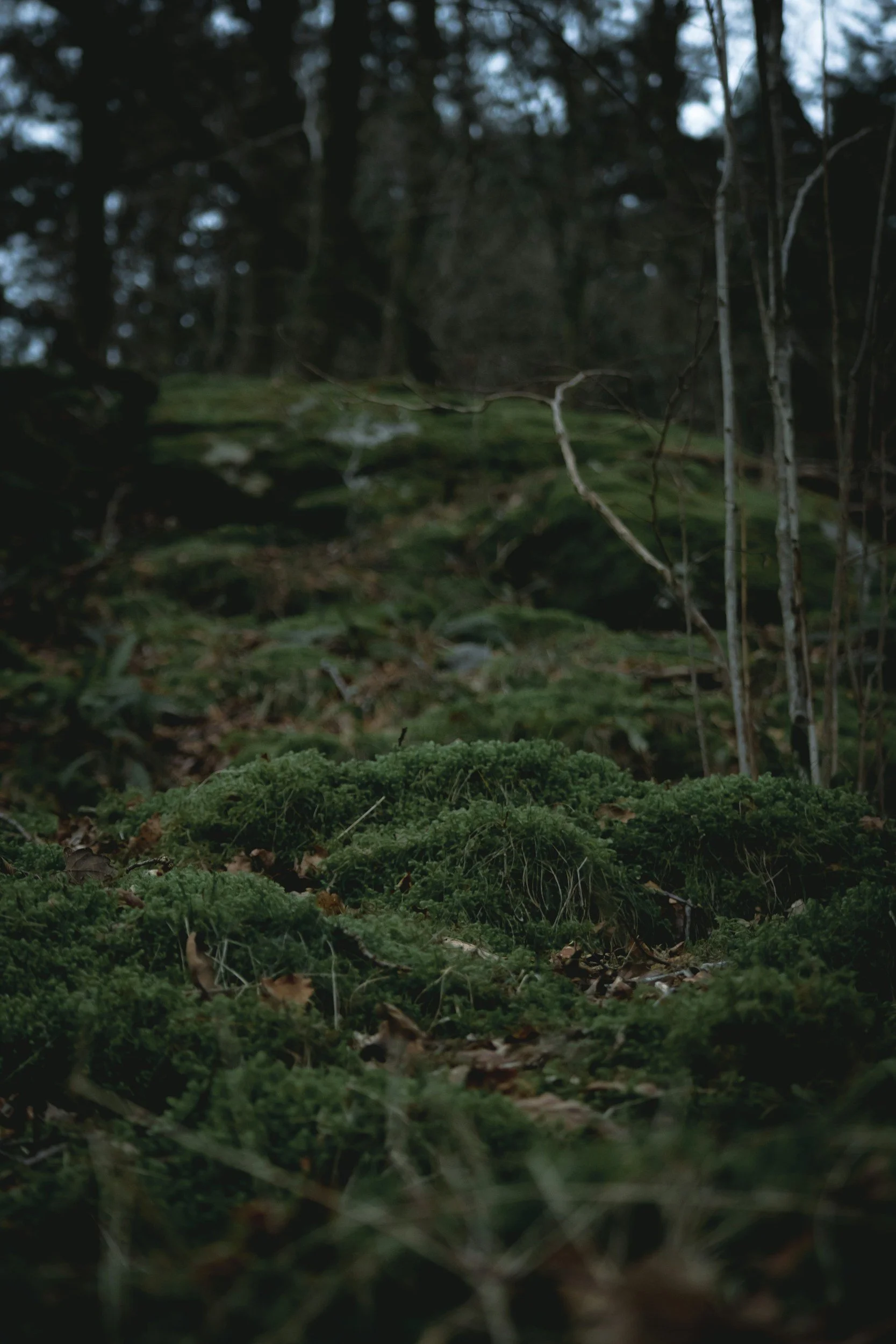 A forest scene with moss-covered ground, trees, and a dense canopy of leaves.