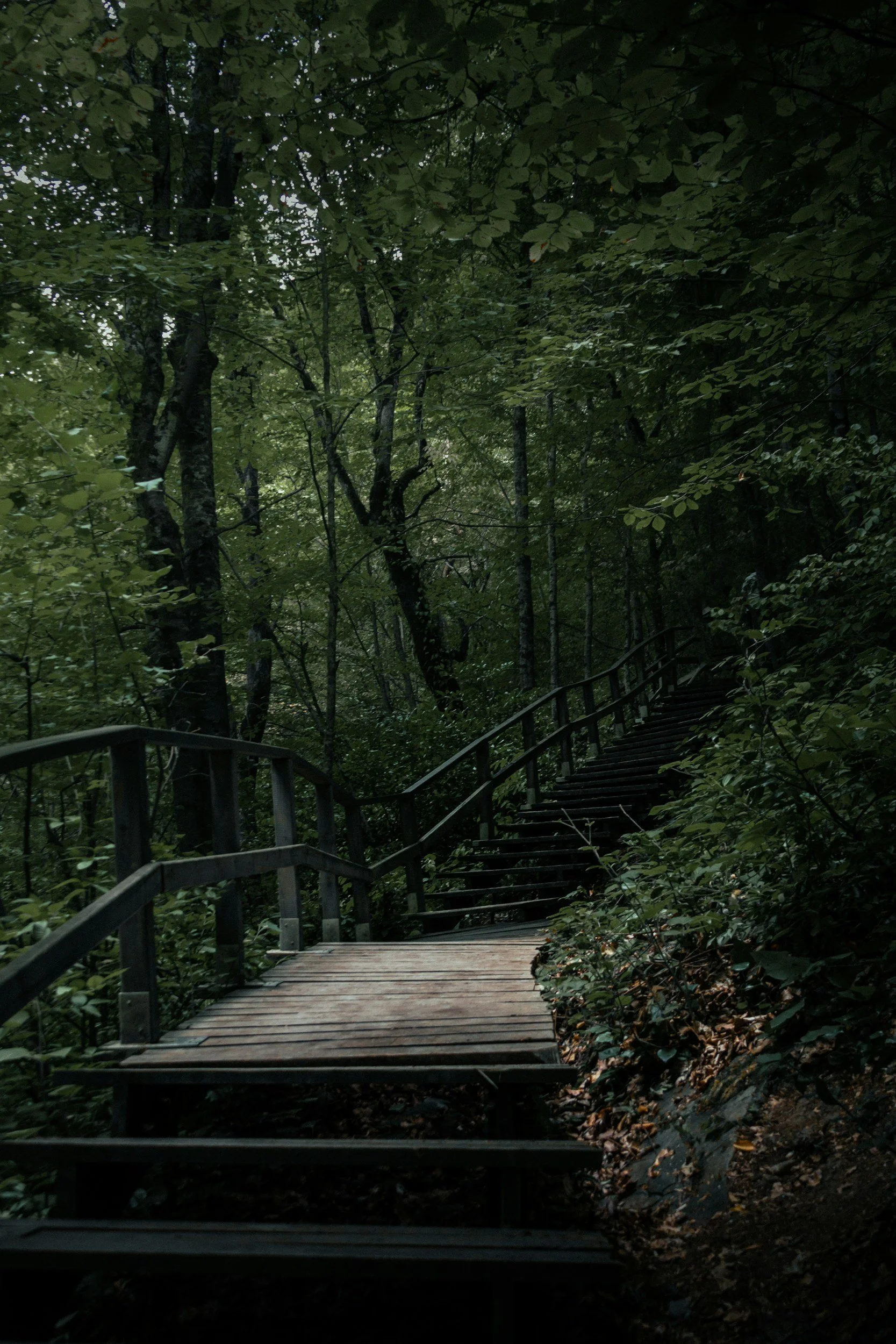 Wooden staircase leading into a dense forest with green trees and leaves.