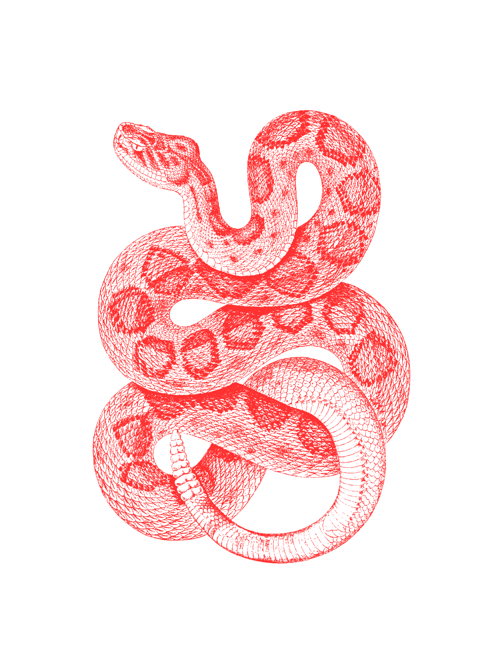 Red illustration of a snake coiled against a blank background.