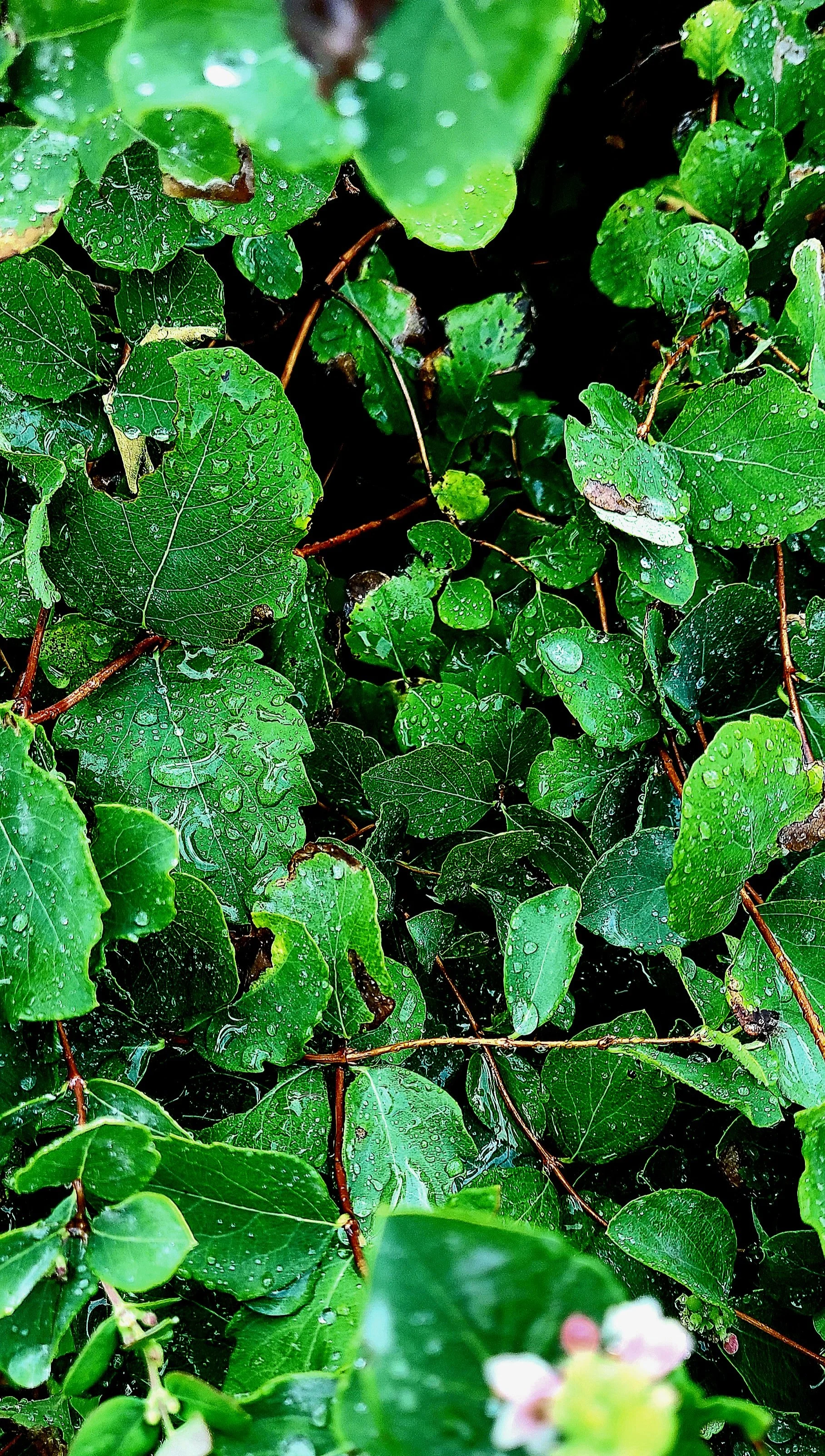 Meet You In Wonderland