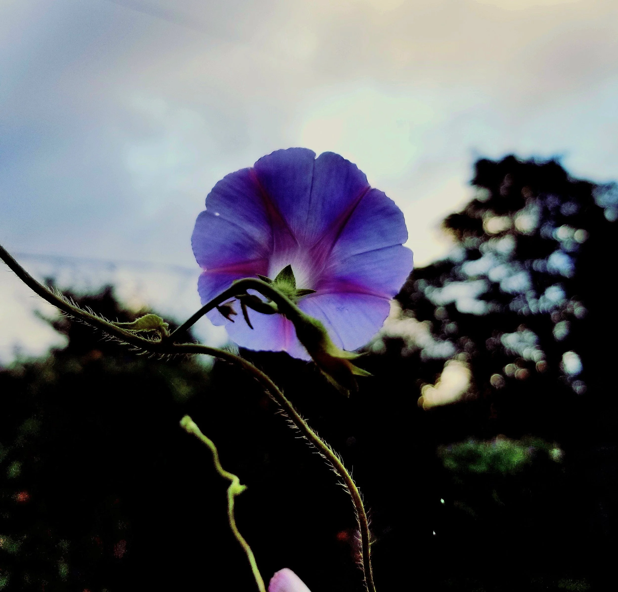 Morning's Glory