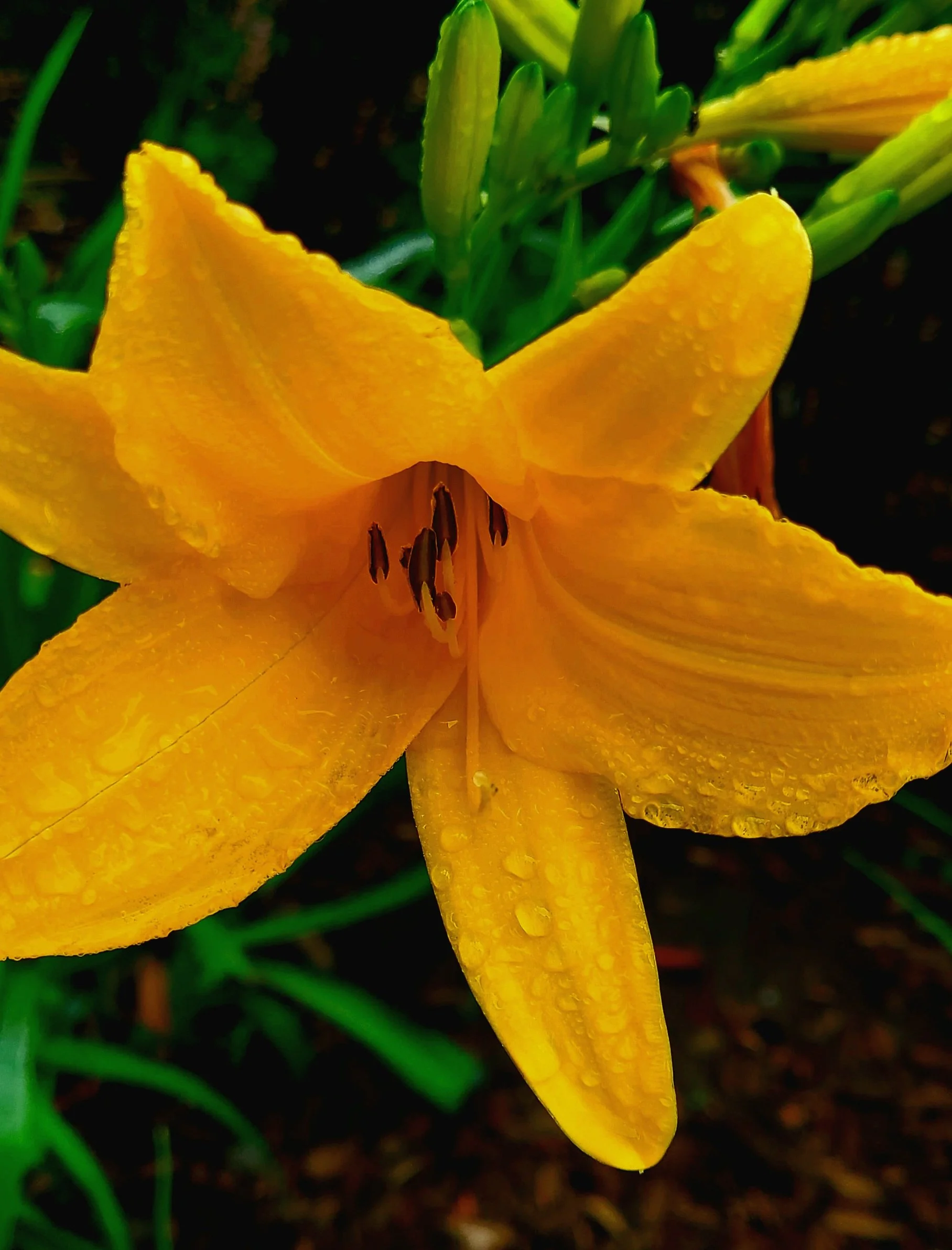 Orange Juice Sunshine.jpg