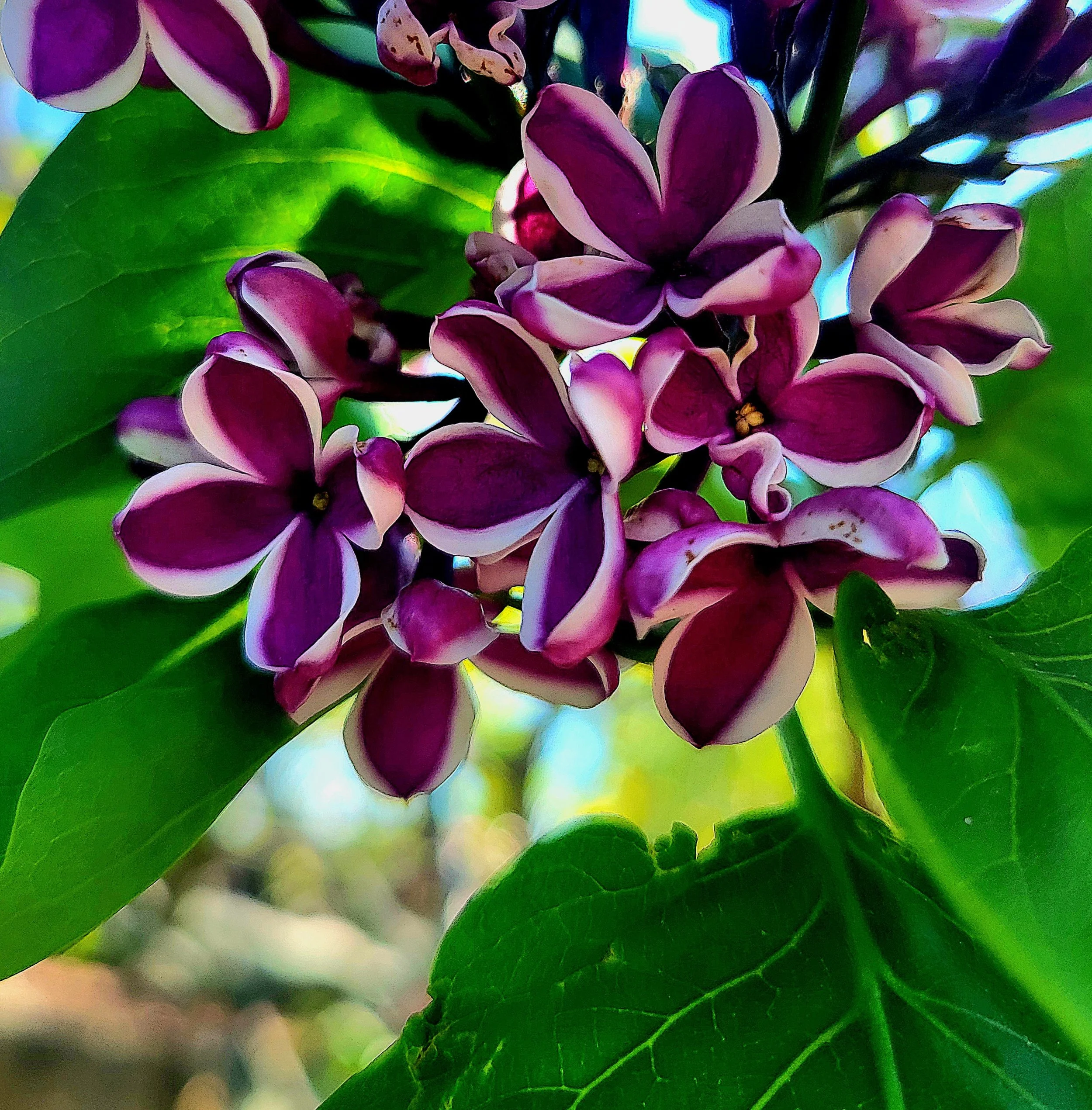A Lilac's Key
