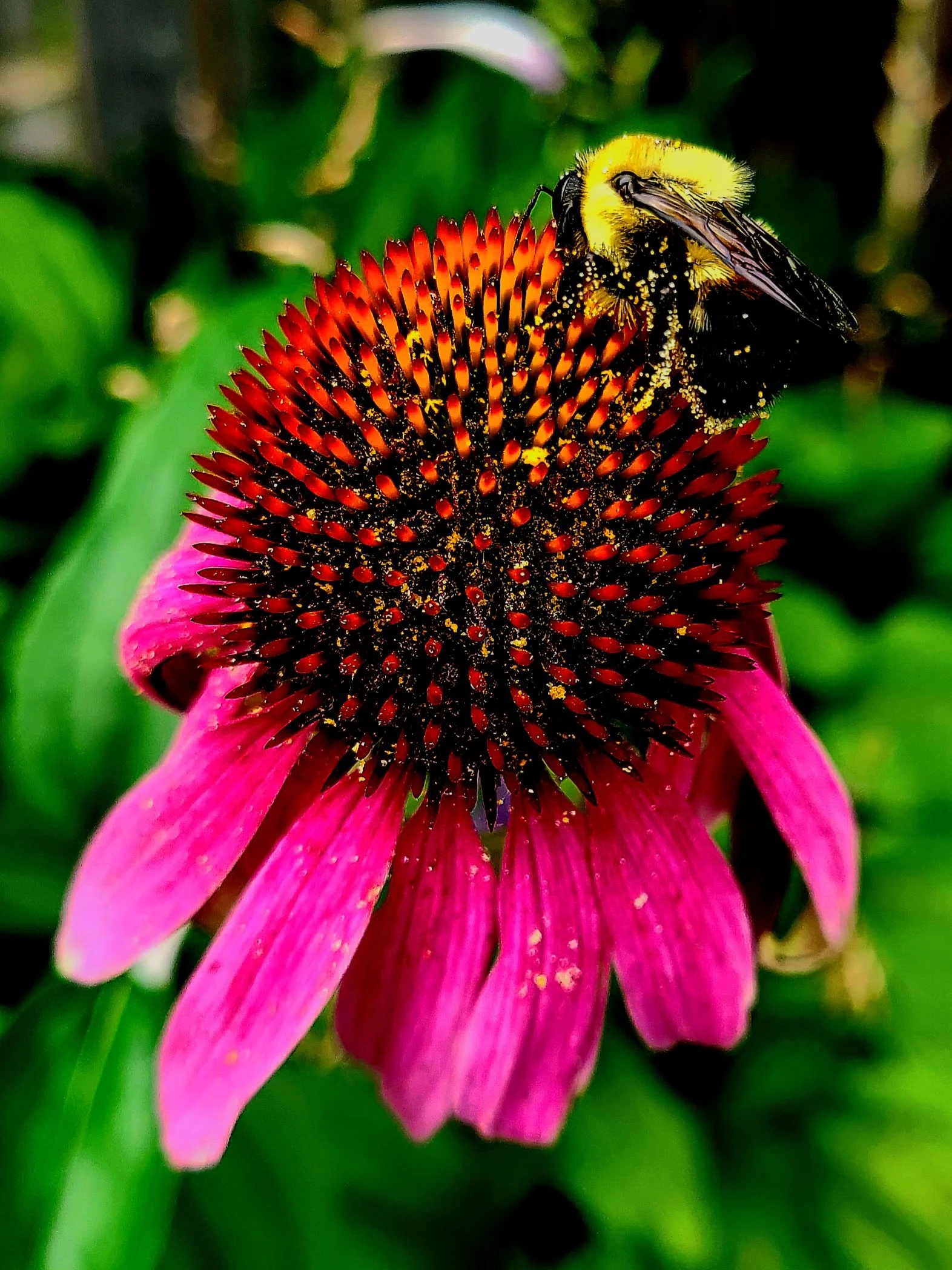 A Pollinator's Dance