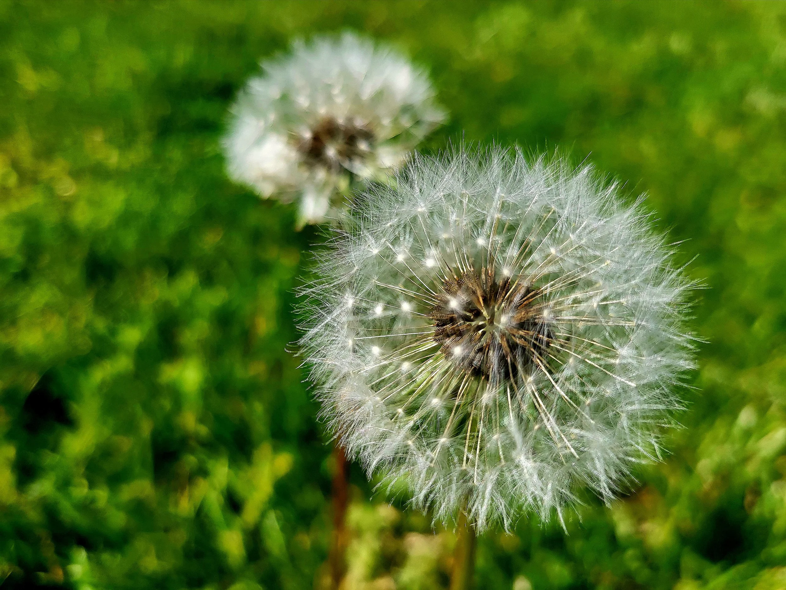 A Dream is a Wish