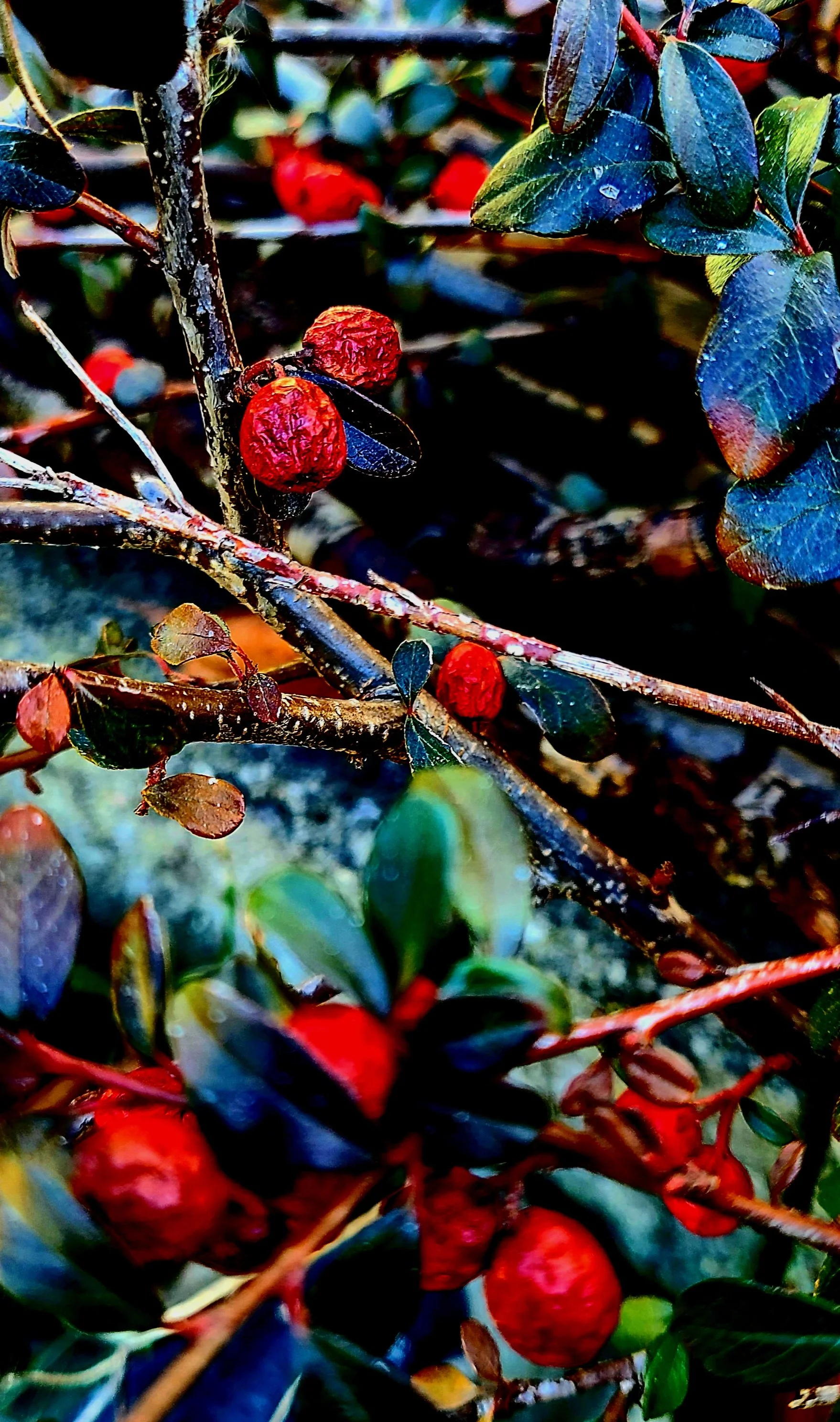 Hidden in the Cherry Crossfire