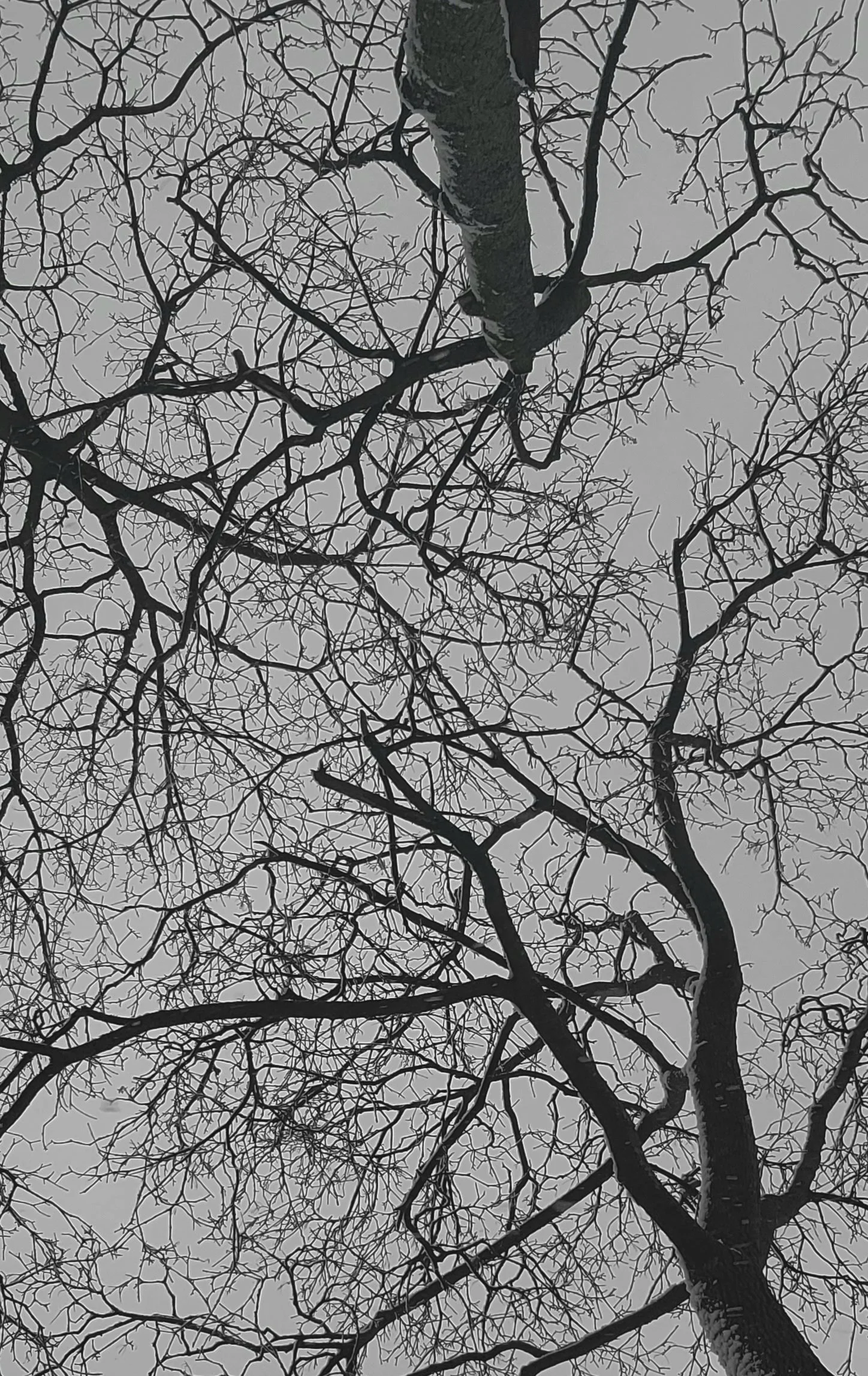 We don't speak for the trees