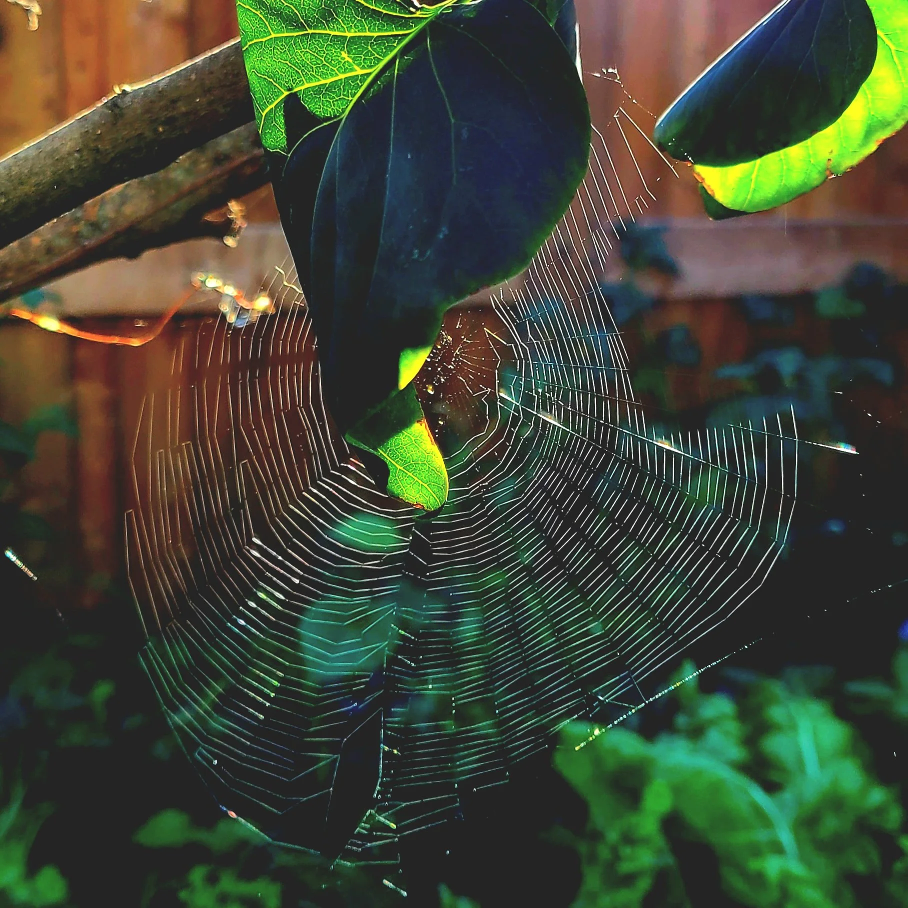 to whom the heart calls.jpg