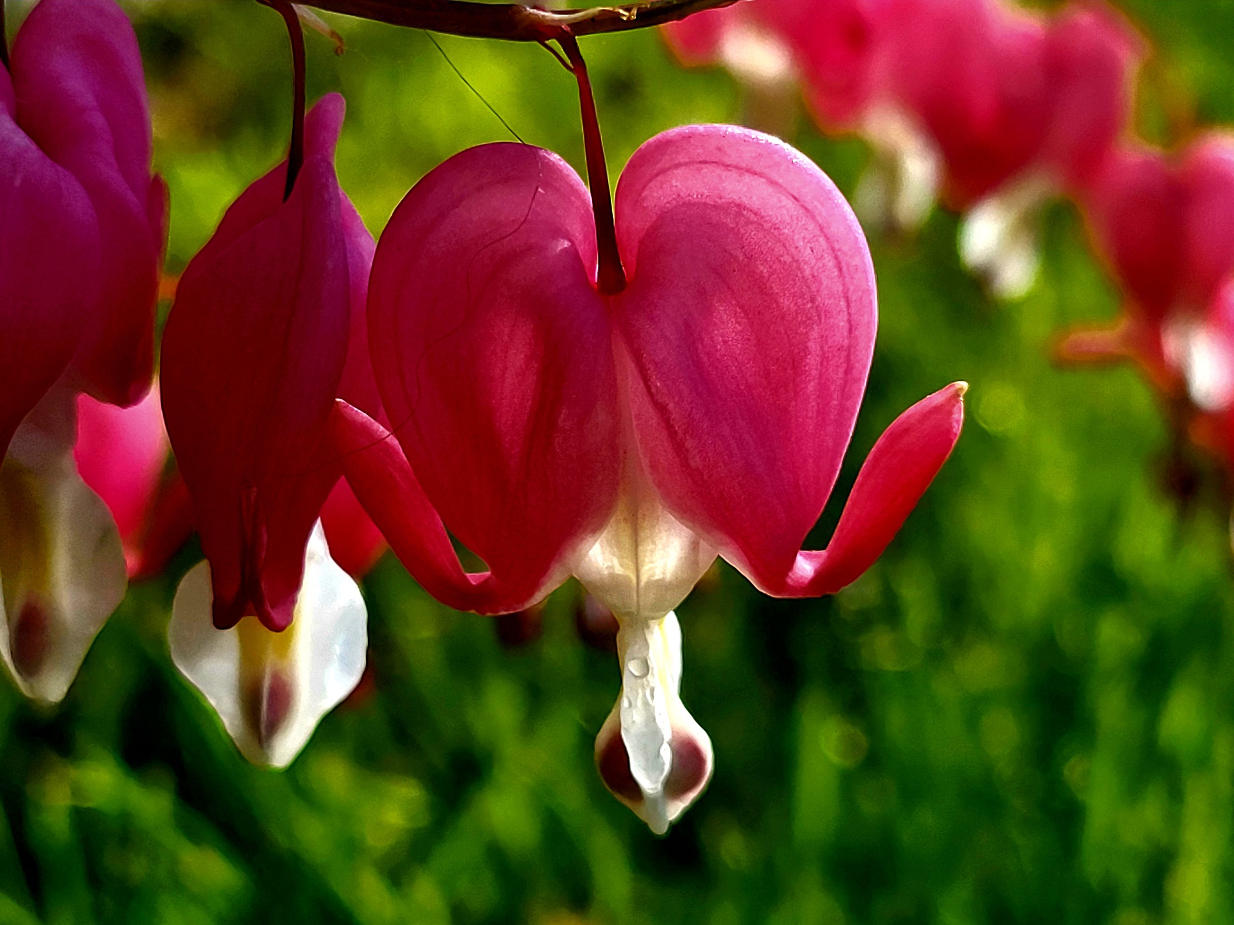 Pretty in Pink