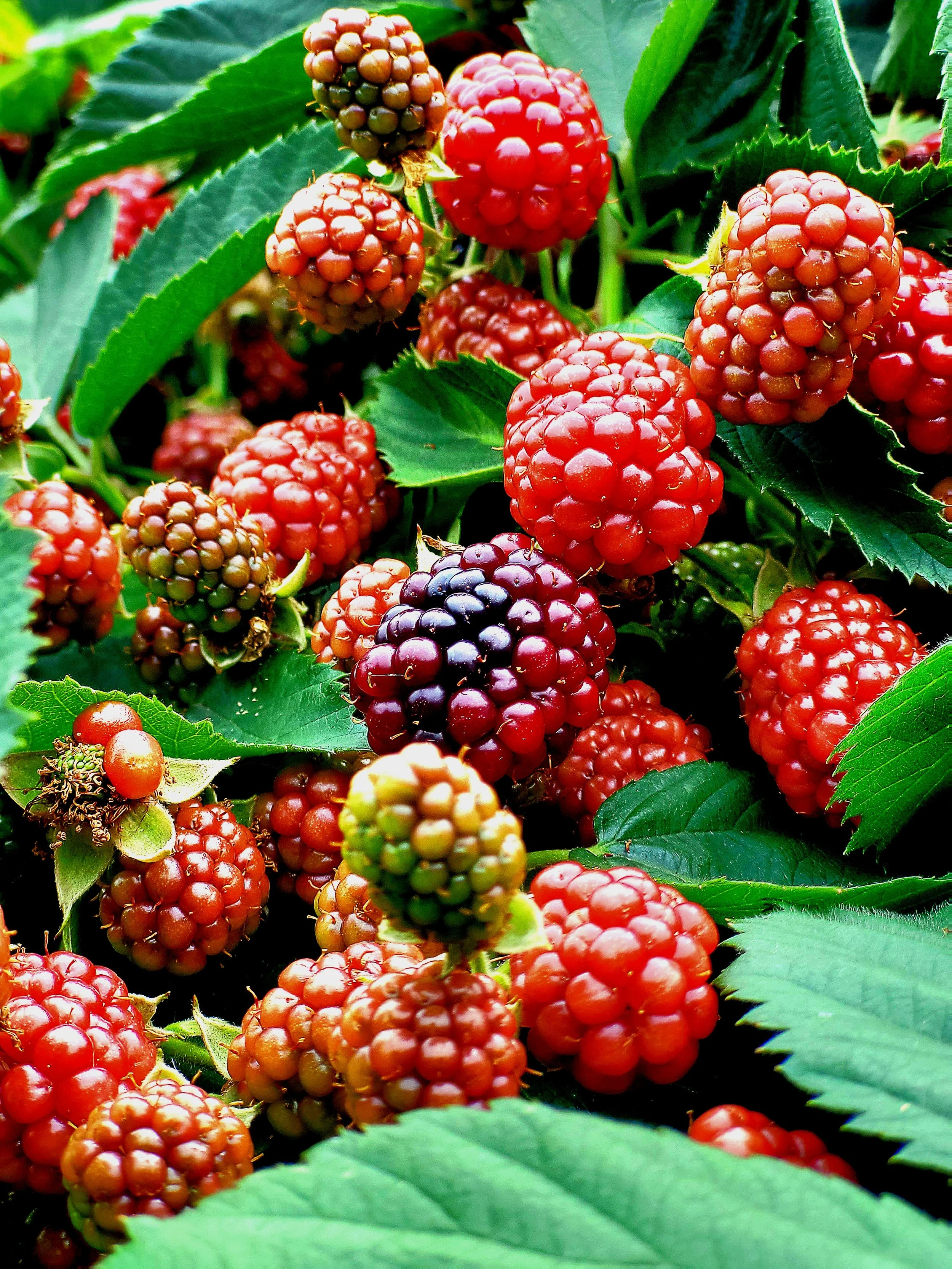 Thank You Berry Much!