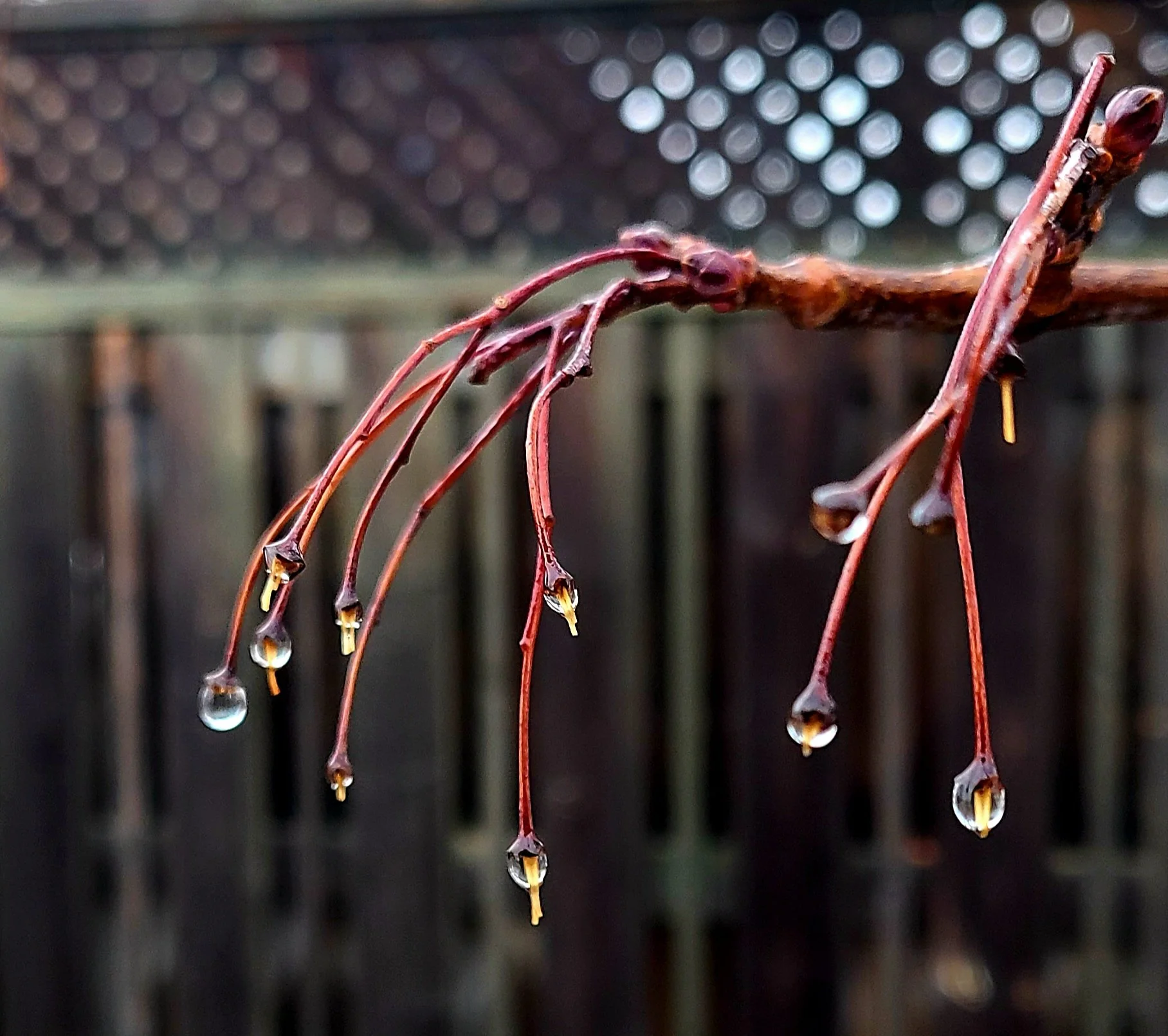 Raindrop Tears