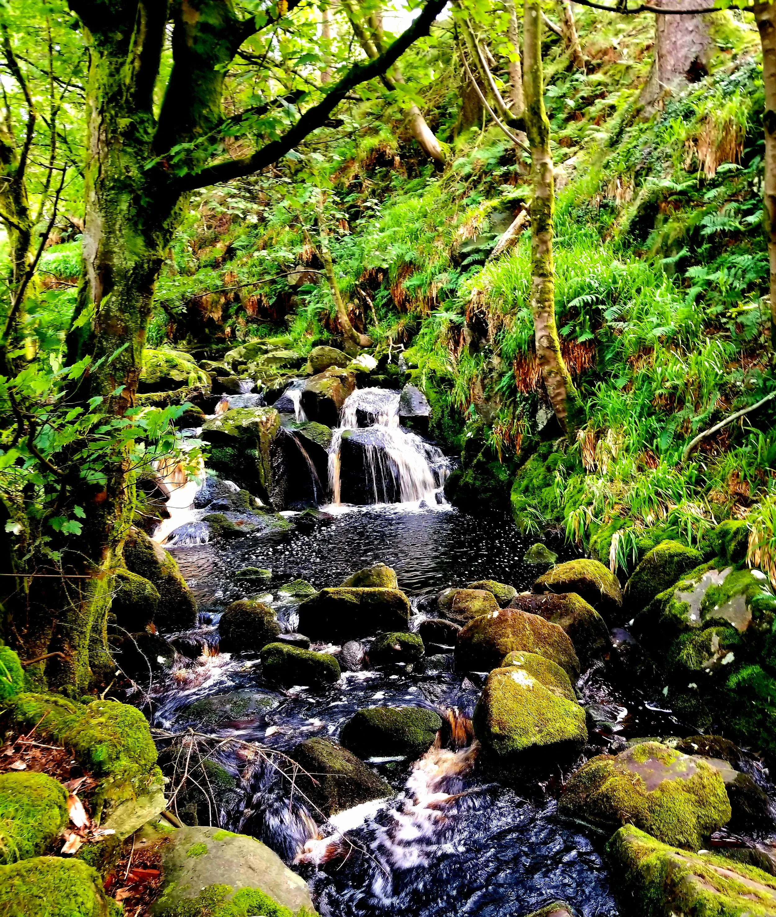 Fairy Falls (MATTE PRINT)