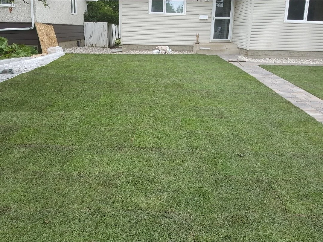 New sod front lawn with a paver walkway leading to the house
